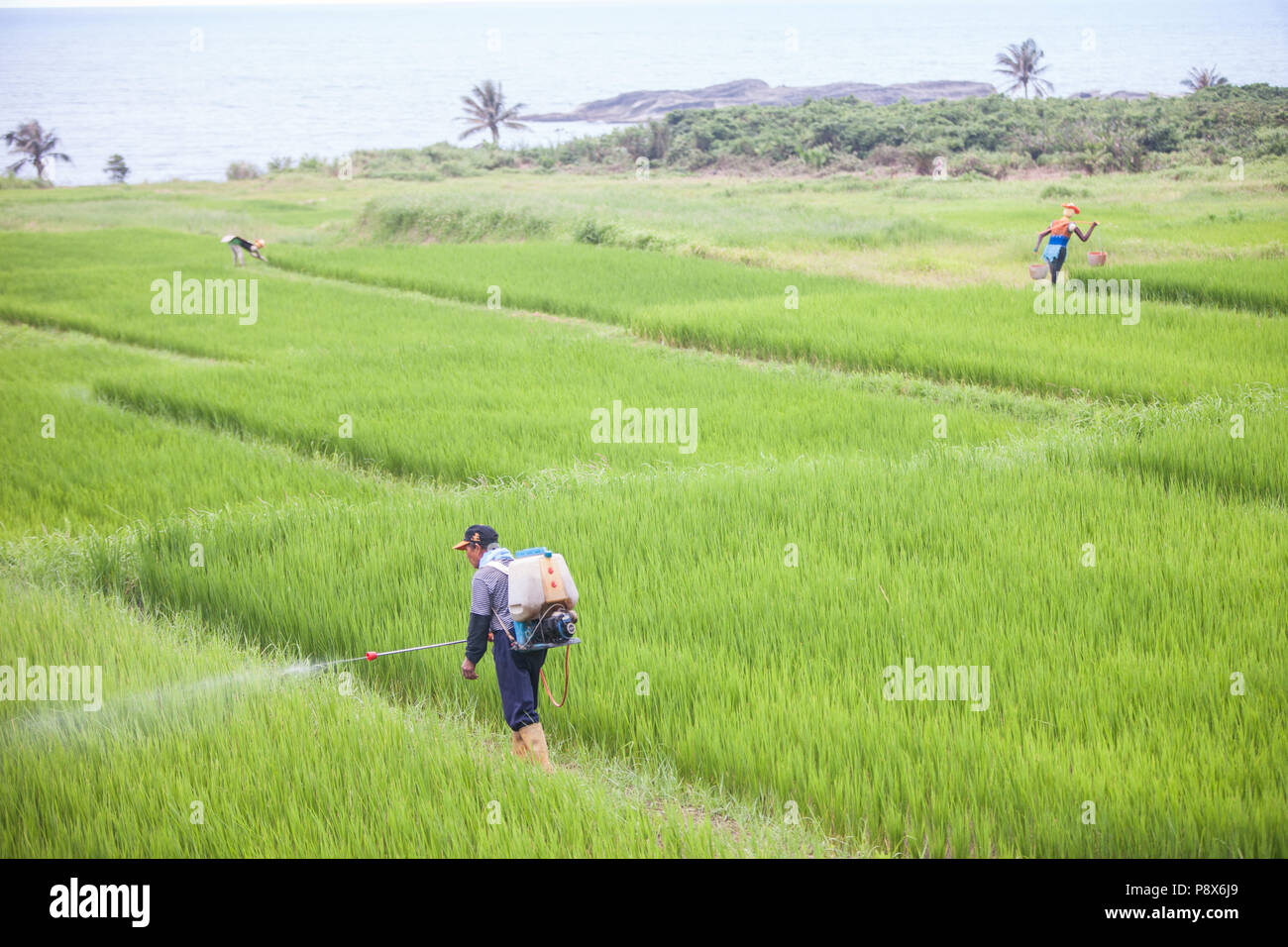 L'uomo,la spruzzatura di pesticidi,,a,riso,ricefield,l'agricoltura,crop,a,rural,scenario,Costa Orientale,d,Taiwan,Taiwan, Cina,Cinese, Repubblica di Cina,roc,Asia,asiatica, Foto Stock