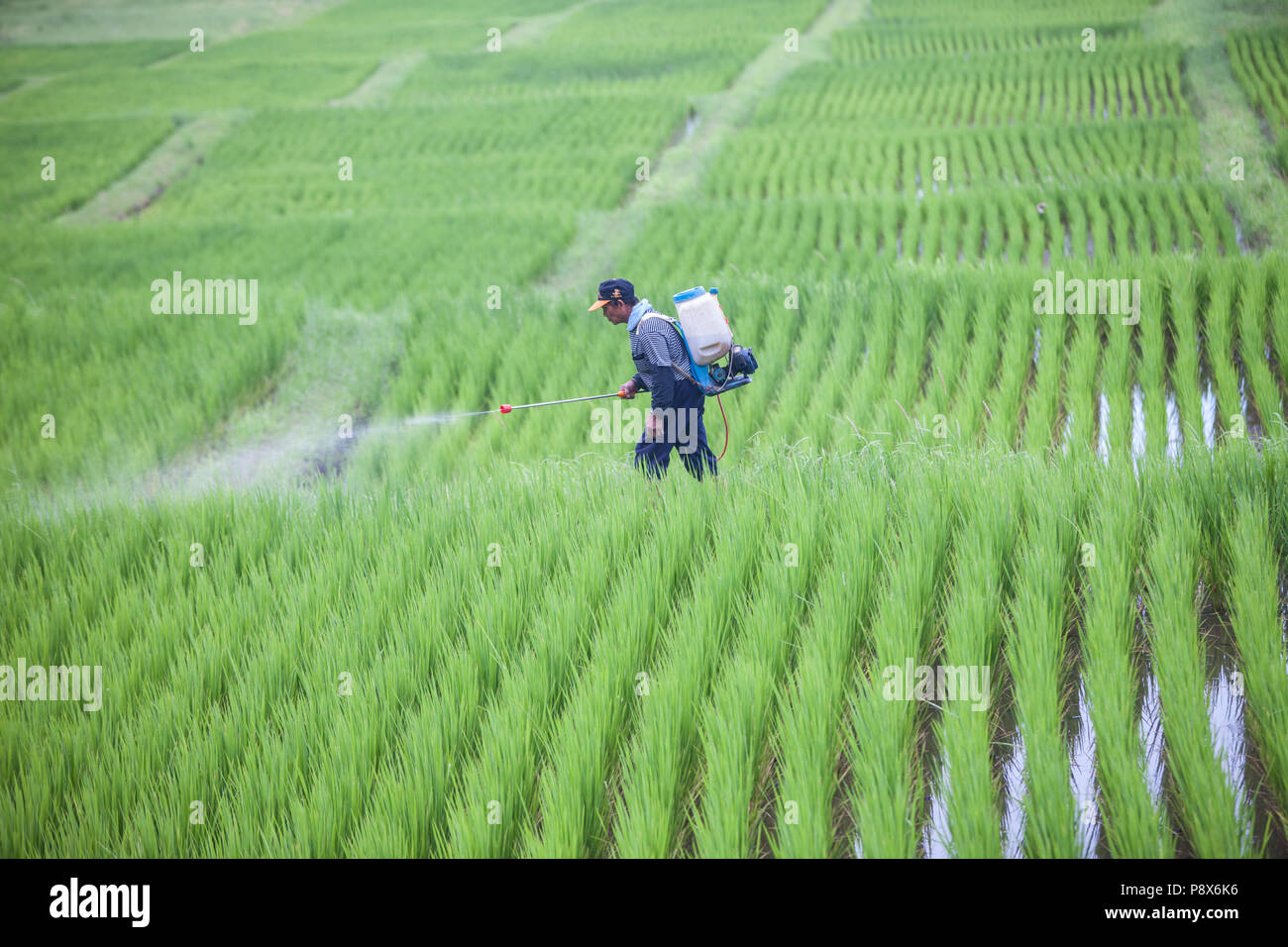 L'uomo,la spruzzatura di pesticidi,,a,riso,ricefield,l'agricoltura,crop,a,rural,scenario,Costa Orientale,d,Taiwan,Taiwan, Cina,Cinese, Repubblica di Cina,roc,Asia,asiatica, Foto Stock