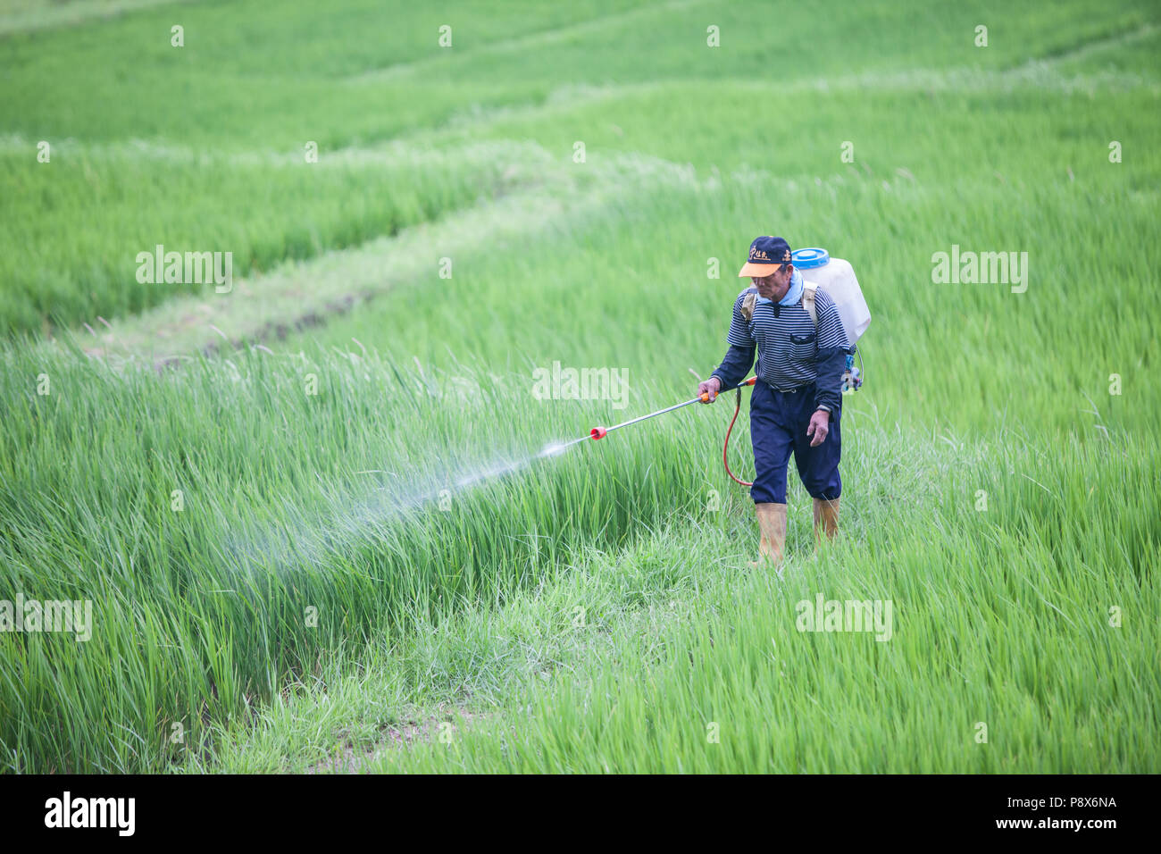 L'uomo,la spruzzatura di pesticidi,,a,riso,ricefield,l'agricoltura,crop,a,rural,scenario,Costa Orientale,d,Taiwan,Taiwan, Cina,Cinese, Repubblica di Cina,roc,Asia,asiatica, Foto Stock