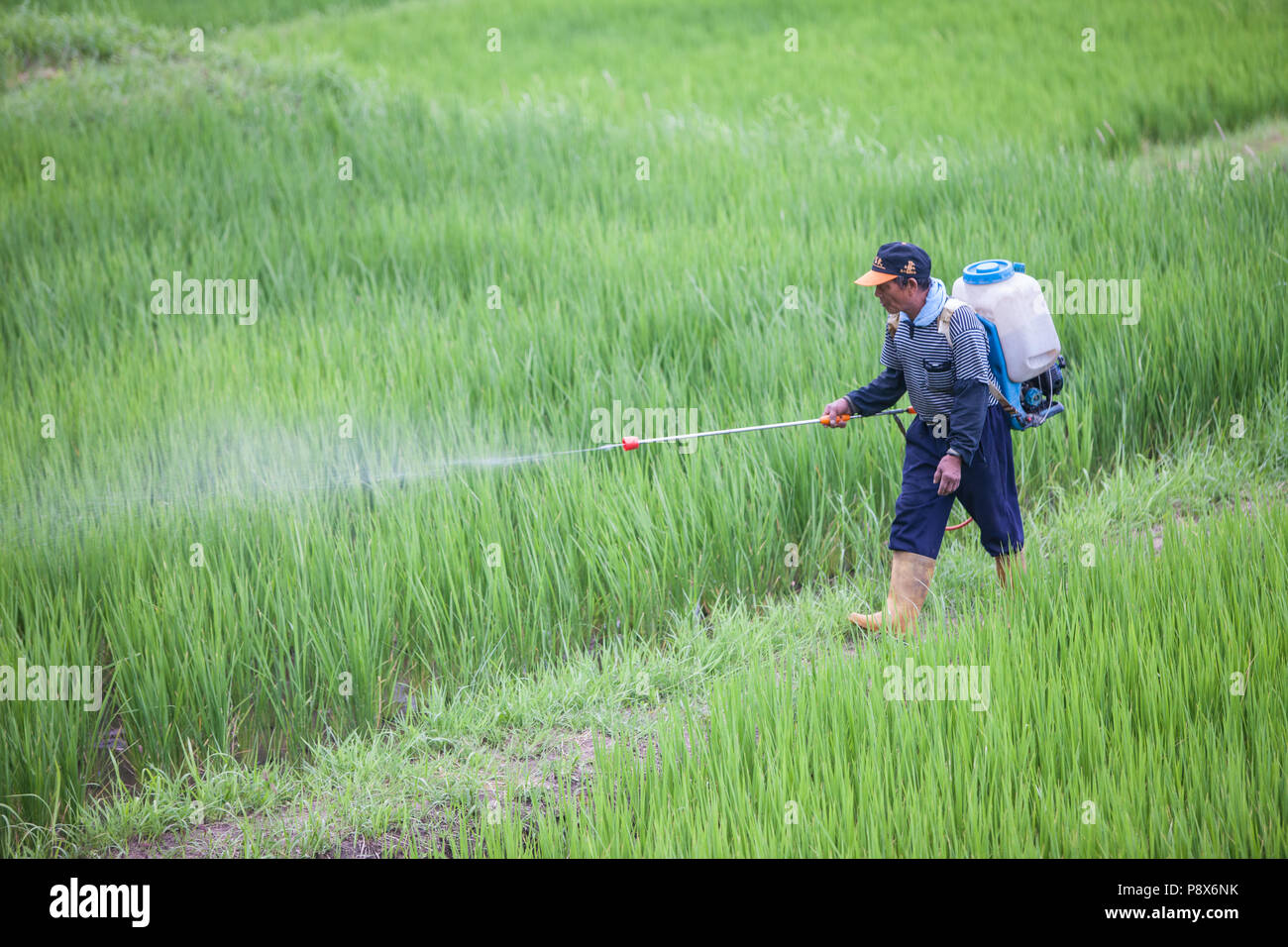 L'uomo,la spruzzatura di pesticidi,,a,riso,ricefield,l'agricoltura,crop,a,rural,scenario,Costa Orientale,d,Taiwan,Taiwan, Cina,Cinese, Repubblica di Cina,roc,Asia,asiatica, Foto Stock