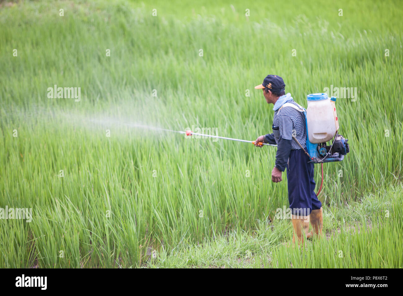 L'uomo,la spruzzatura di pesticidi,,a,riso,ricefield,l'agricoltura,crop,a,rural,scenario,Costa Orientale,d,Taiwan,Taiwan, Cina,Cinese, Repubblica di Cina,roc,Asia,asiatica, Foto Stock