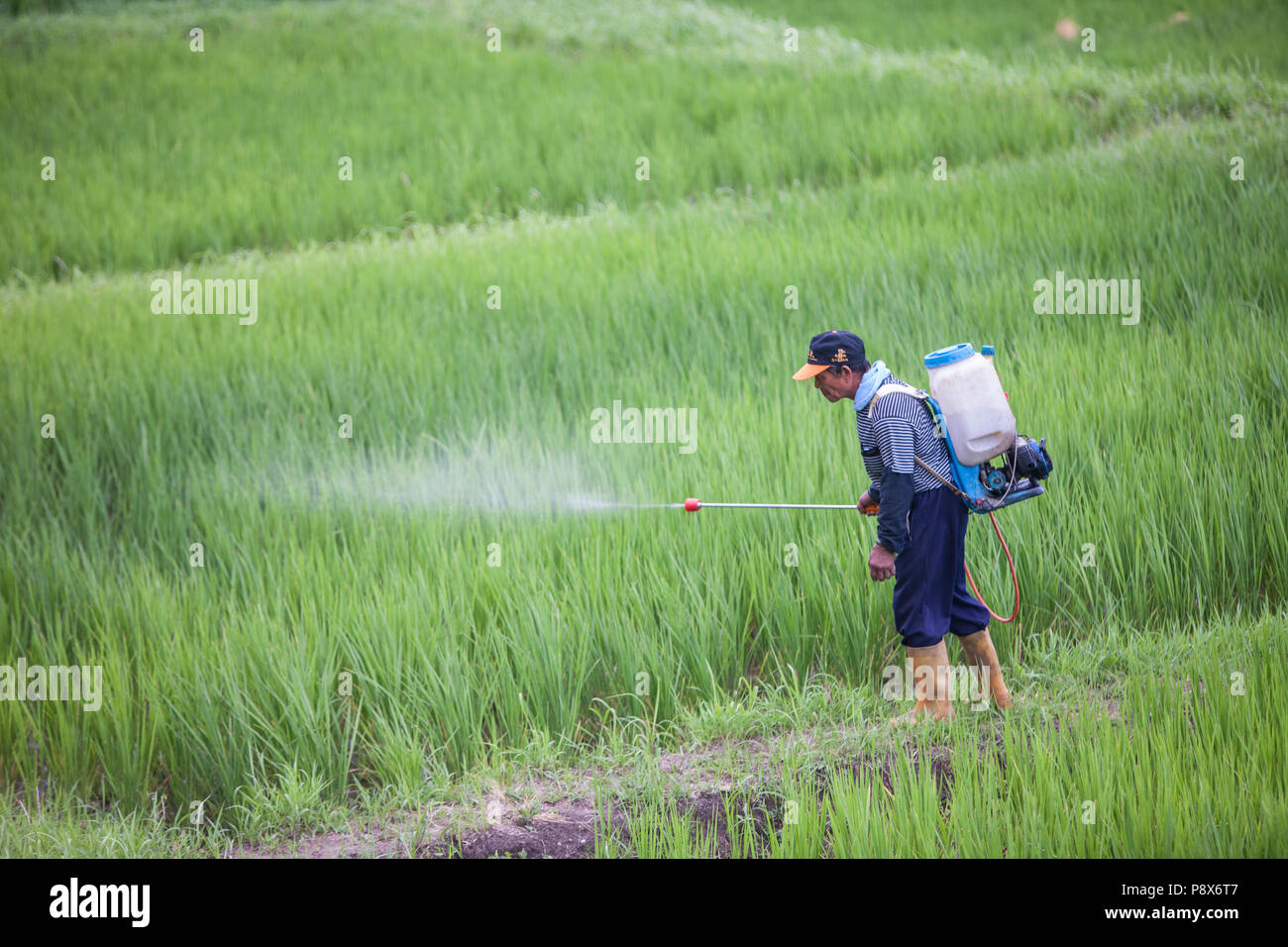 L'uomo,la spruzzatura di pesticidi,,a,riso,ricefield,l'agricoltura,crop,a,rural,scenario,Costa Orientale,d,Taiwan,Taiwan, Cina,Cinese, Repubblica di Cina,roc,Asia,asiatica, Foto Stock