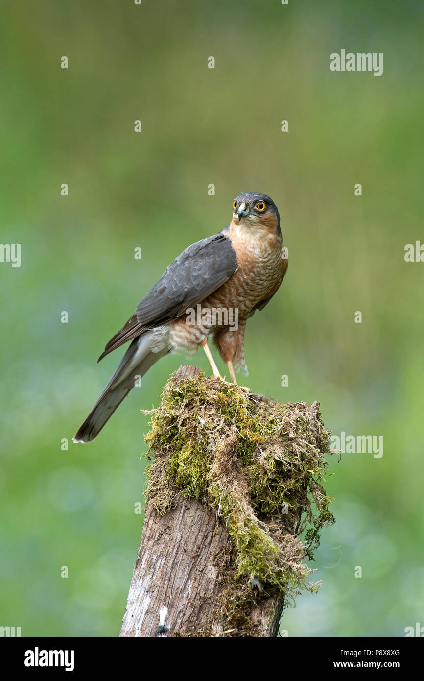 Sparviero (Accipter nisus) Foto Stock