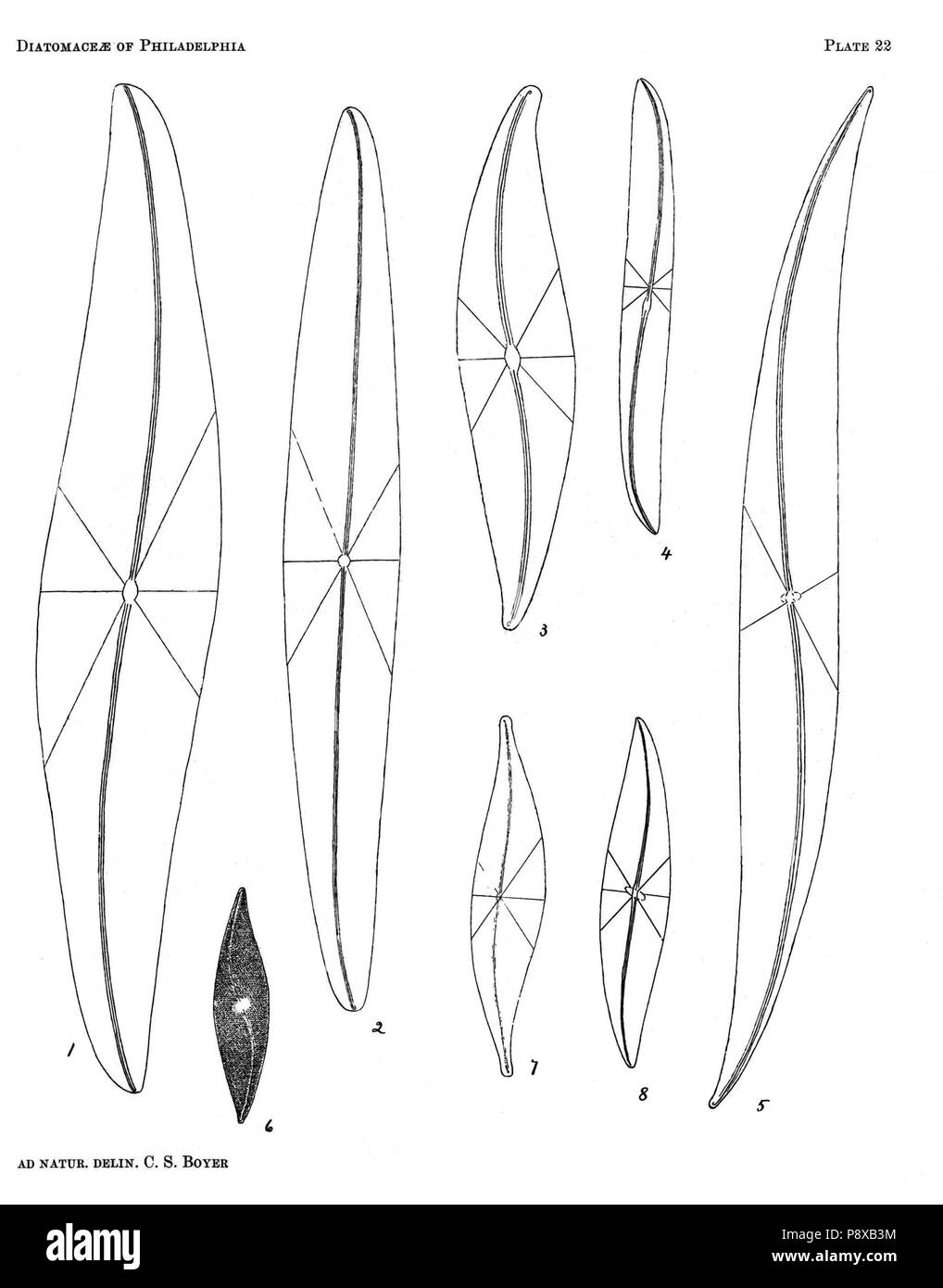 . 115 Diatomaceae di Filadelfia piastra 22 Foto Stock