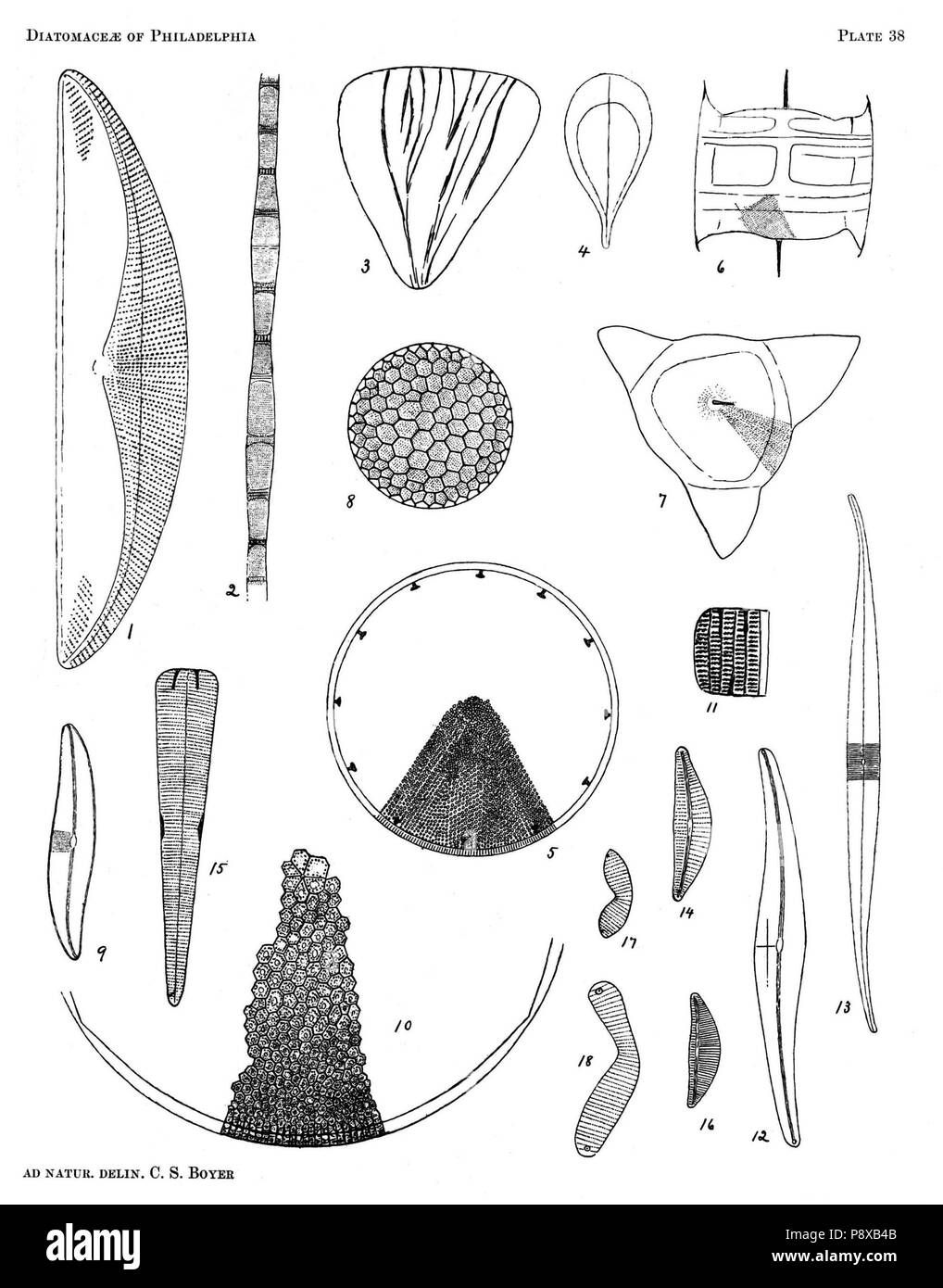 . 115 Diatomaceae di Filadelfia piastra 38 Foto Stock