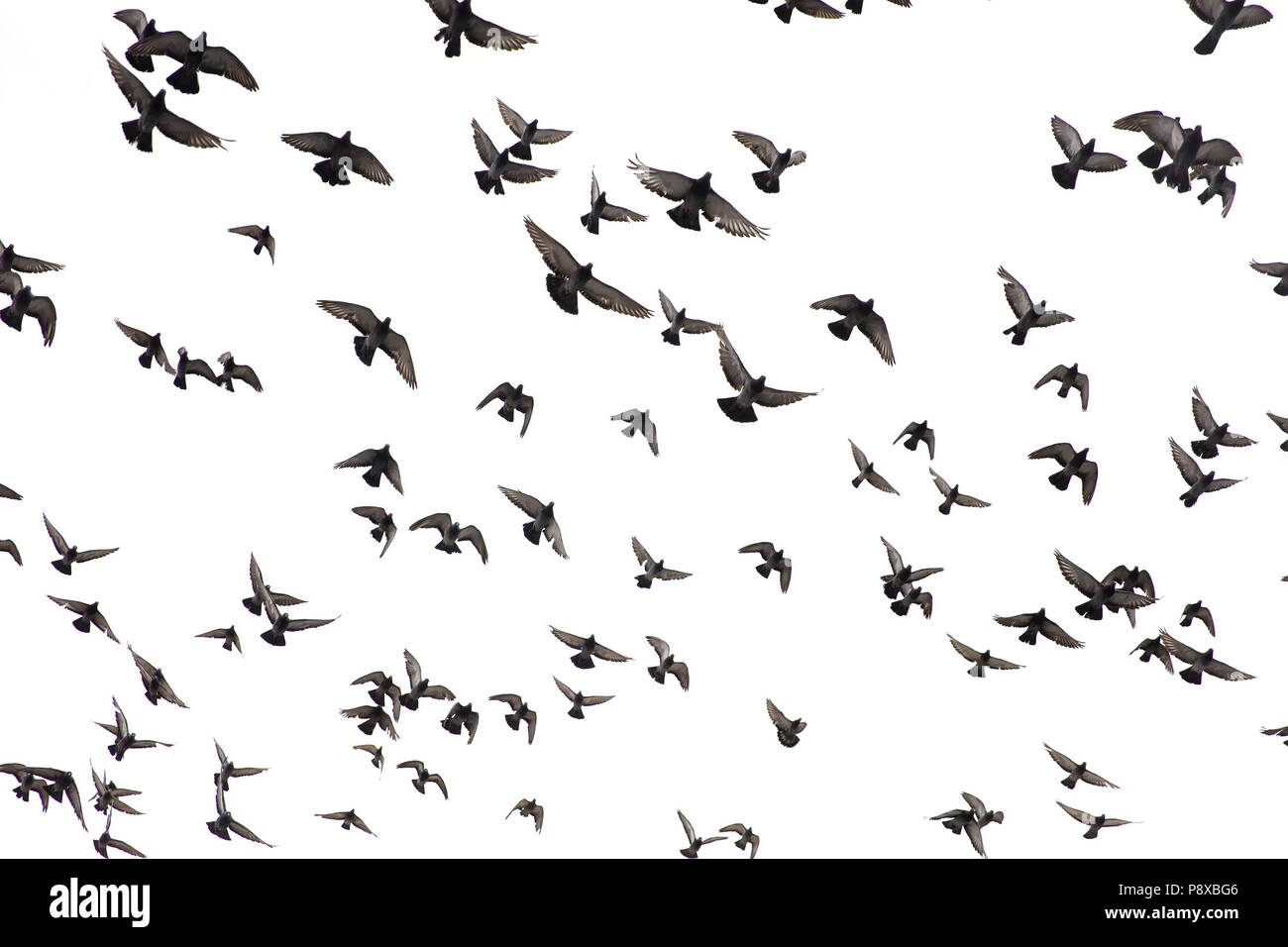 Stormo di piccioni volare nel cielo bianco Foto Stock