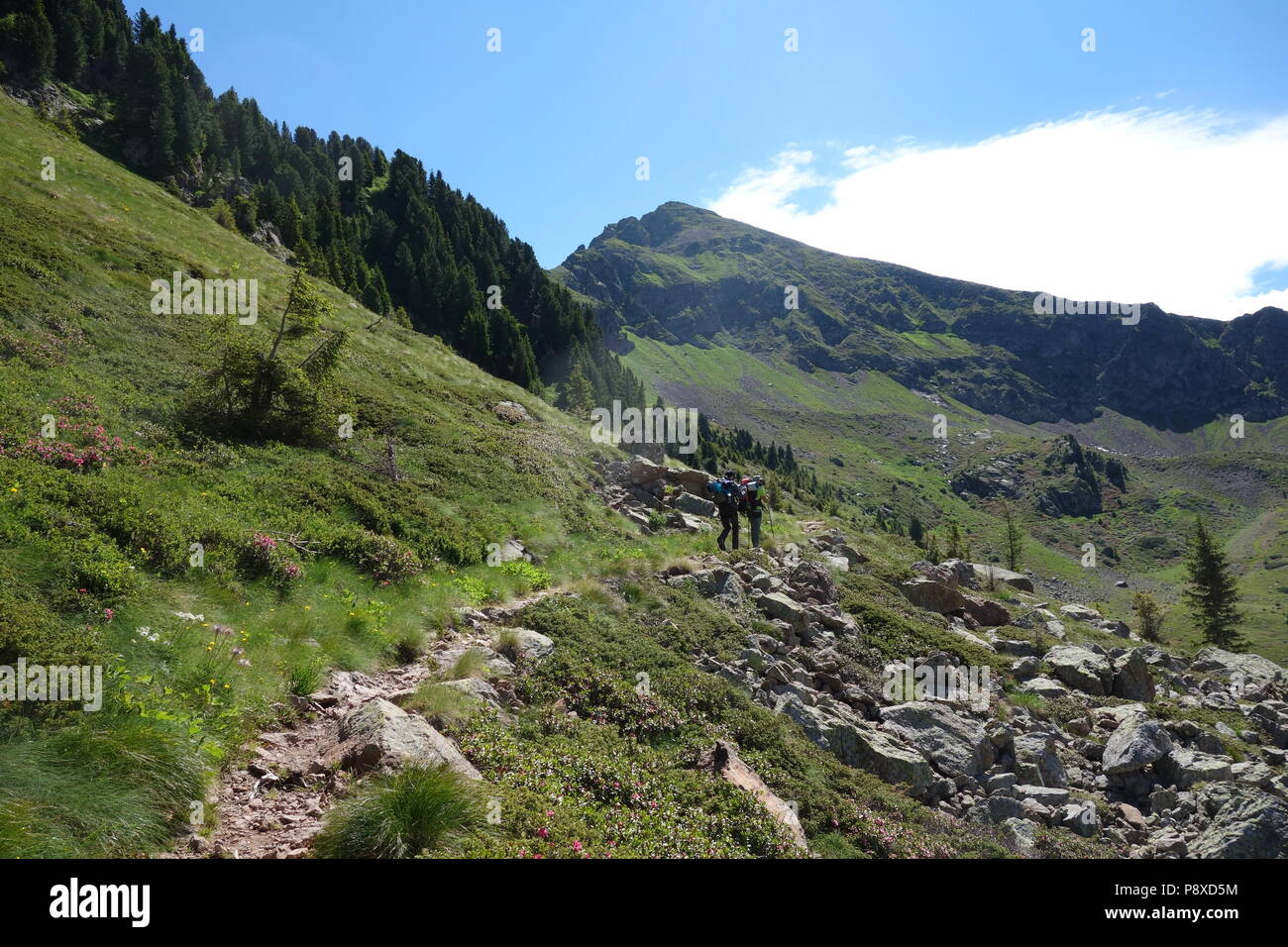 La catena montuosa del Lagorai la gamma della montagna nelle Alpi orientali in Trentino, Italia Foto Stock