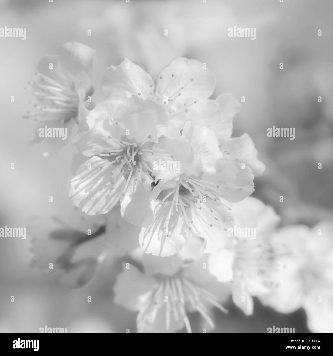 Alto contrasto bianco & nero foto di prugna Fiore Foto Stock