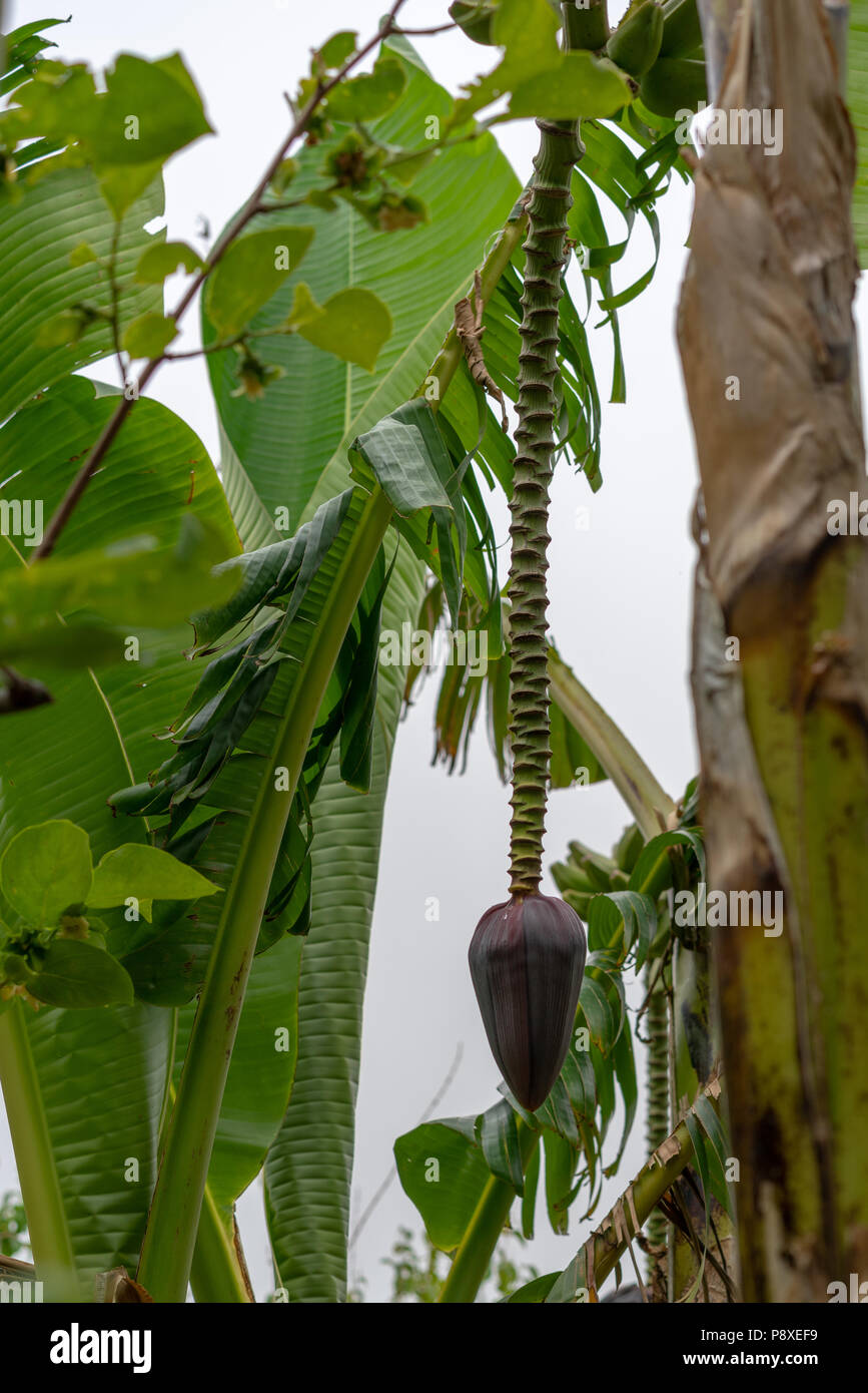 L'infiorescenza di piante di banana raffigurante una complessa struttura sospesa supportata dall'antenna stelo vero, spesso chiamato il gambo floreali Foto Stock