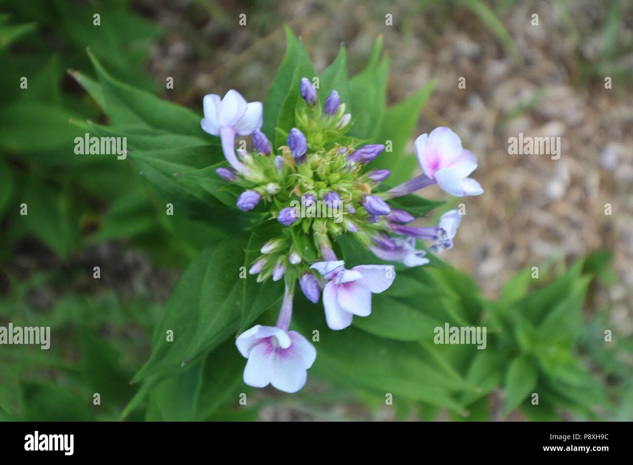 Fioritura di fiori d'estate Foto Stock