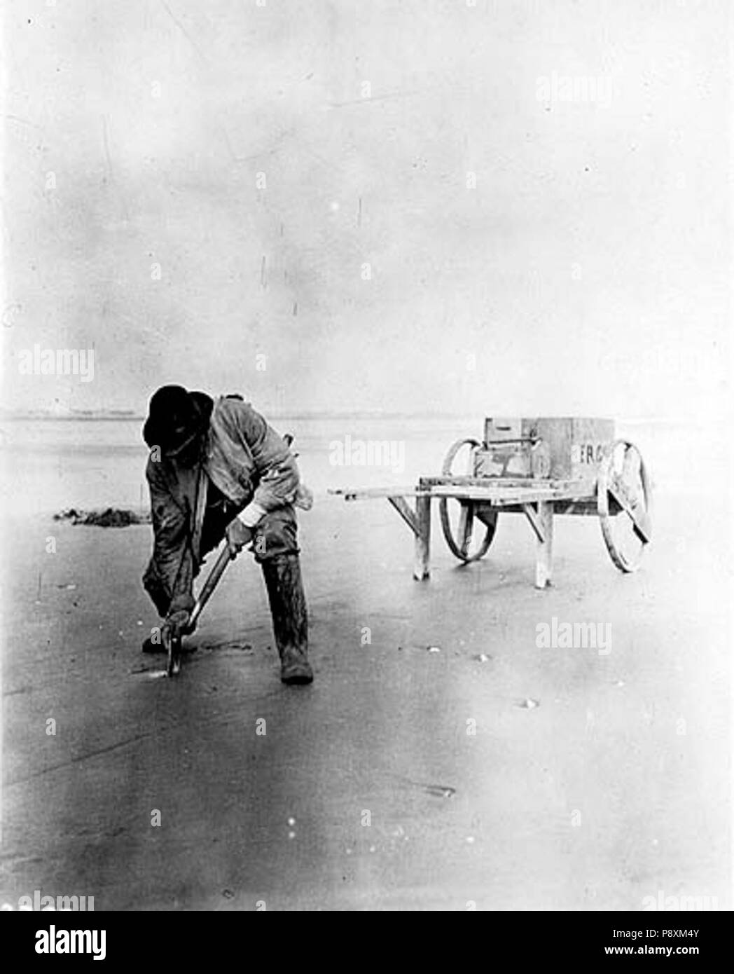 . 259 scavando cannolicchi sulla spiaggia vicino Copalis, Washington, 1915 (Cobb 23) Foto Stock