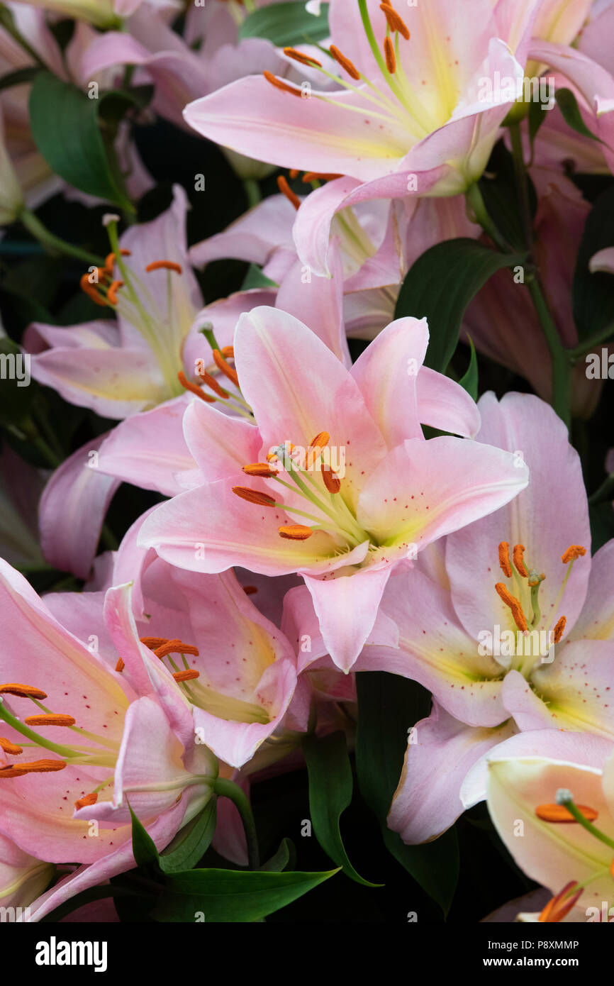 Il Lilium oriental Fenice". Oriental Lily Fenice' fiori su un fiore visualizza. Regno Unito Foto Stock