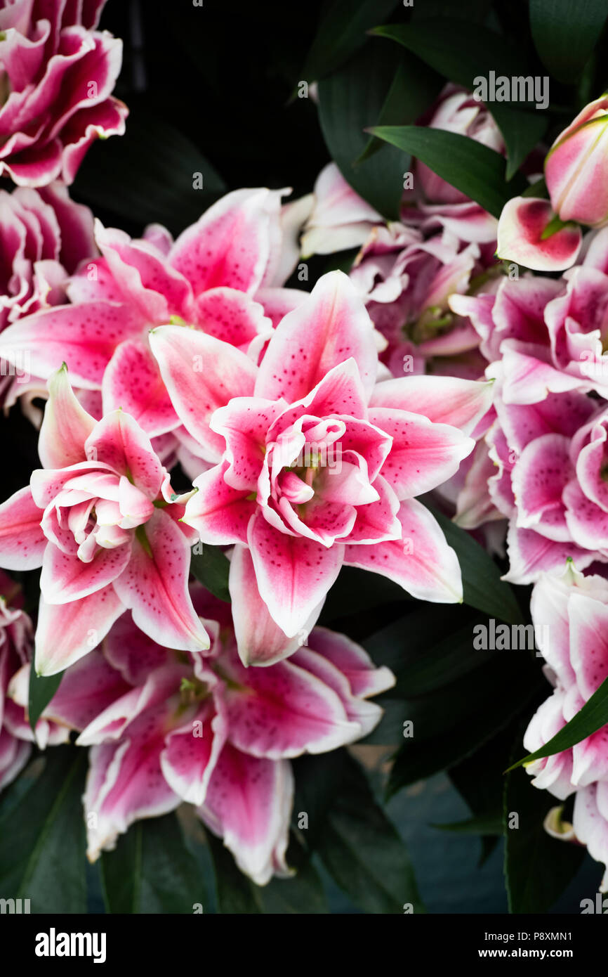 Il Lilium oriental 'Samantha'. Doppia Oriental Lily 'Samantha'. Roselily Oriental Fiori doppi su un fiore visualizza. Regno Unito Foto Stock