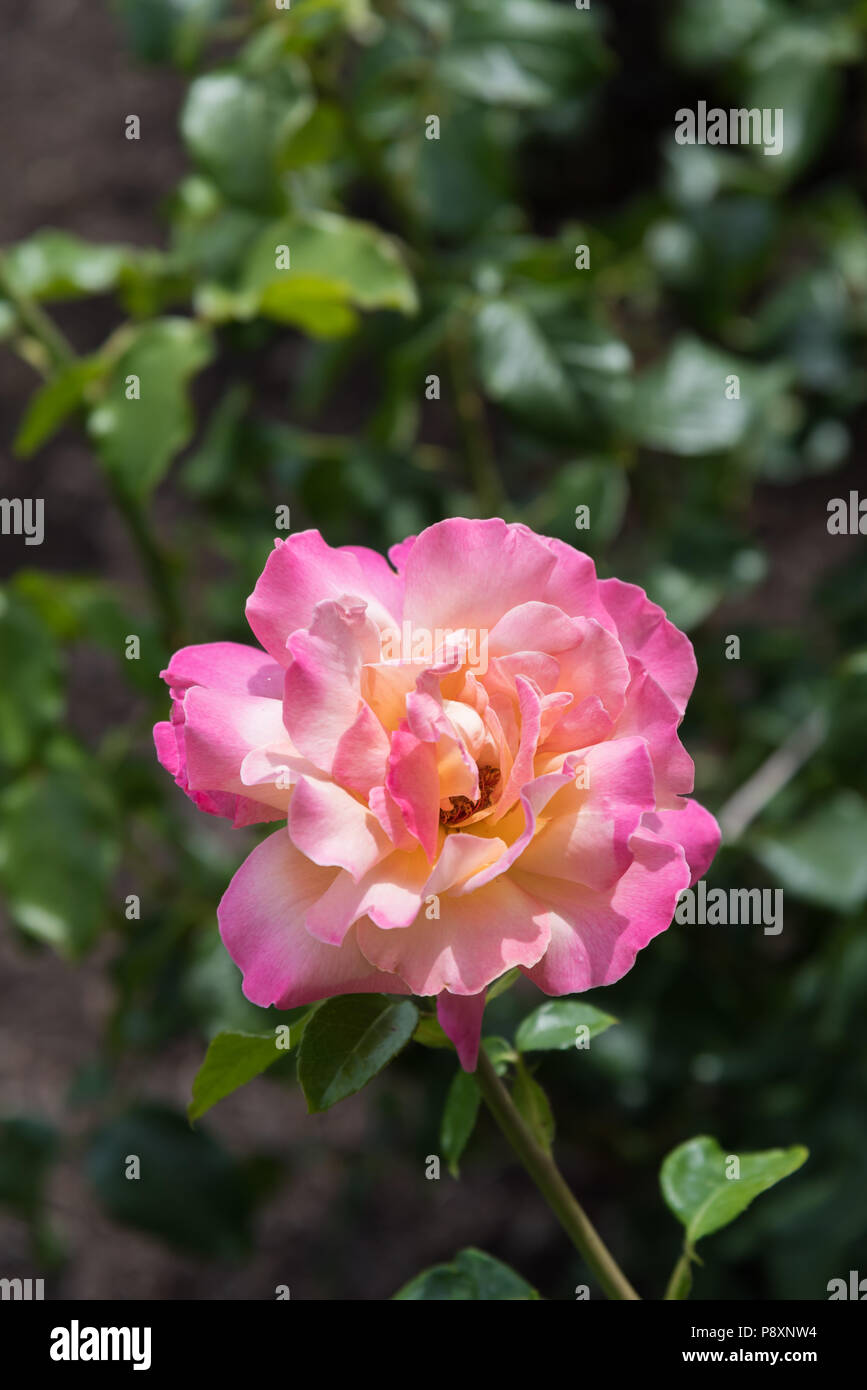 Unica rosa pallido con centro giallo e rosa scuro orlata petali di close-up Foto Stock