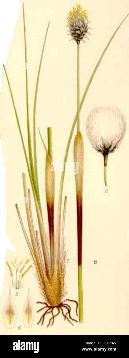 . 276 Eriophorum vaginatum Foto Stock