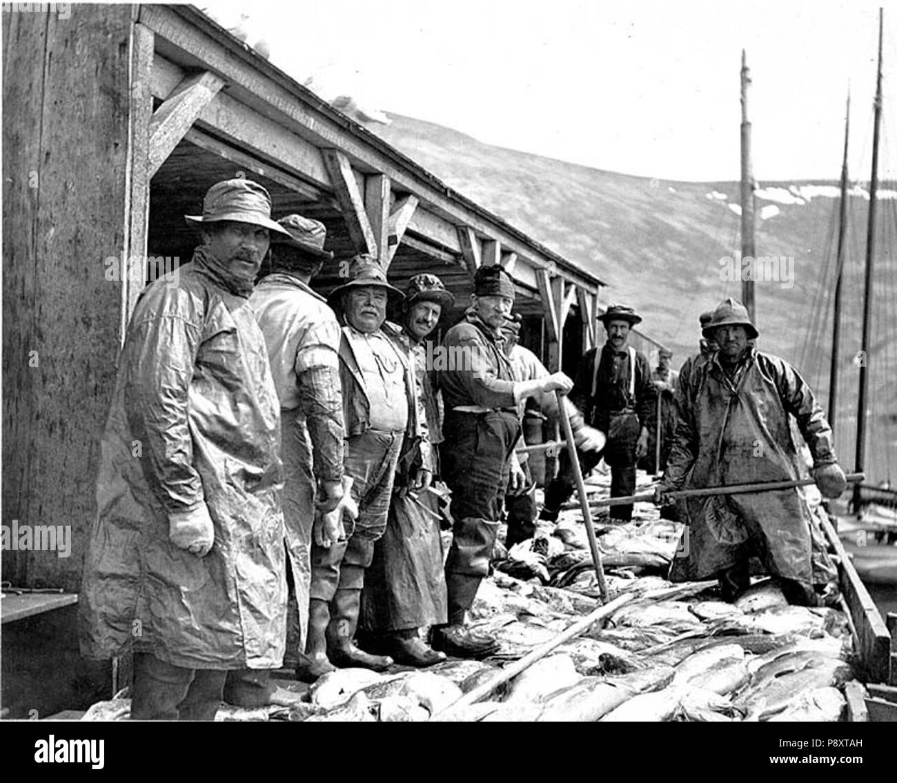 . 287 pescatori pronti a iniziare il baccalà di medicazione, Pirate Cove, Popof Isola, Alaska, 1913 (Cobb 286) Foto Stock