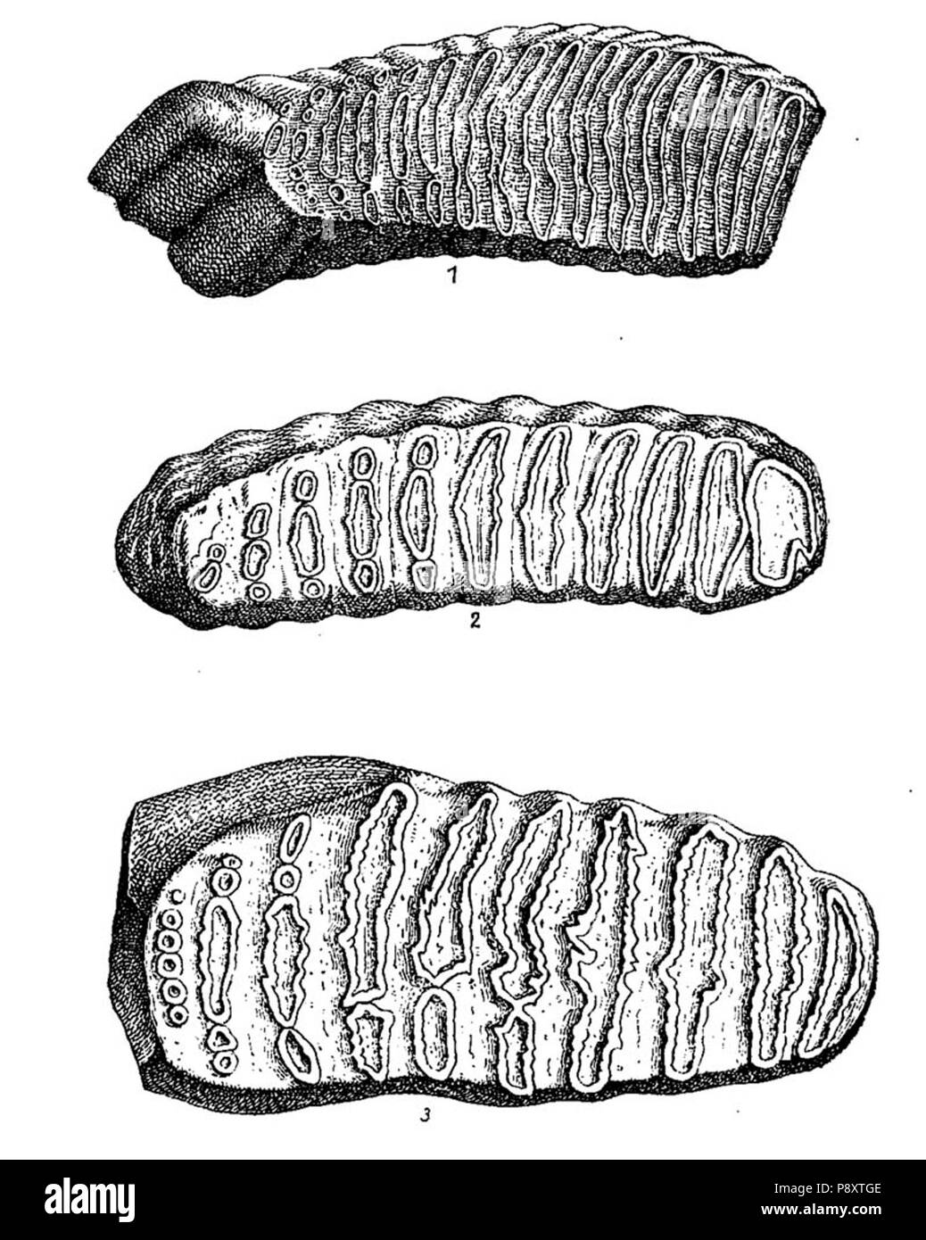 . 274 Elephantidae molari Foto Stock
