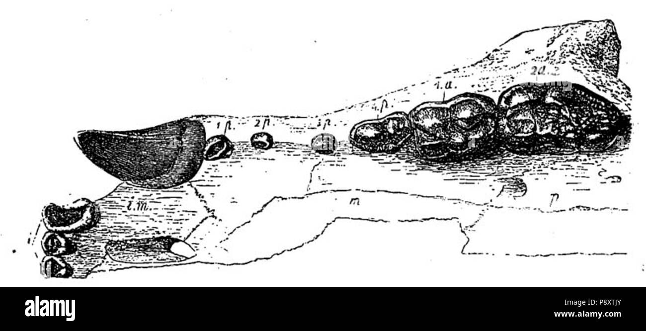 . 568 Ursus arvernesis ganascia Foto Stock