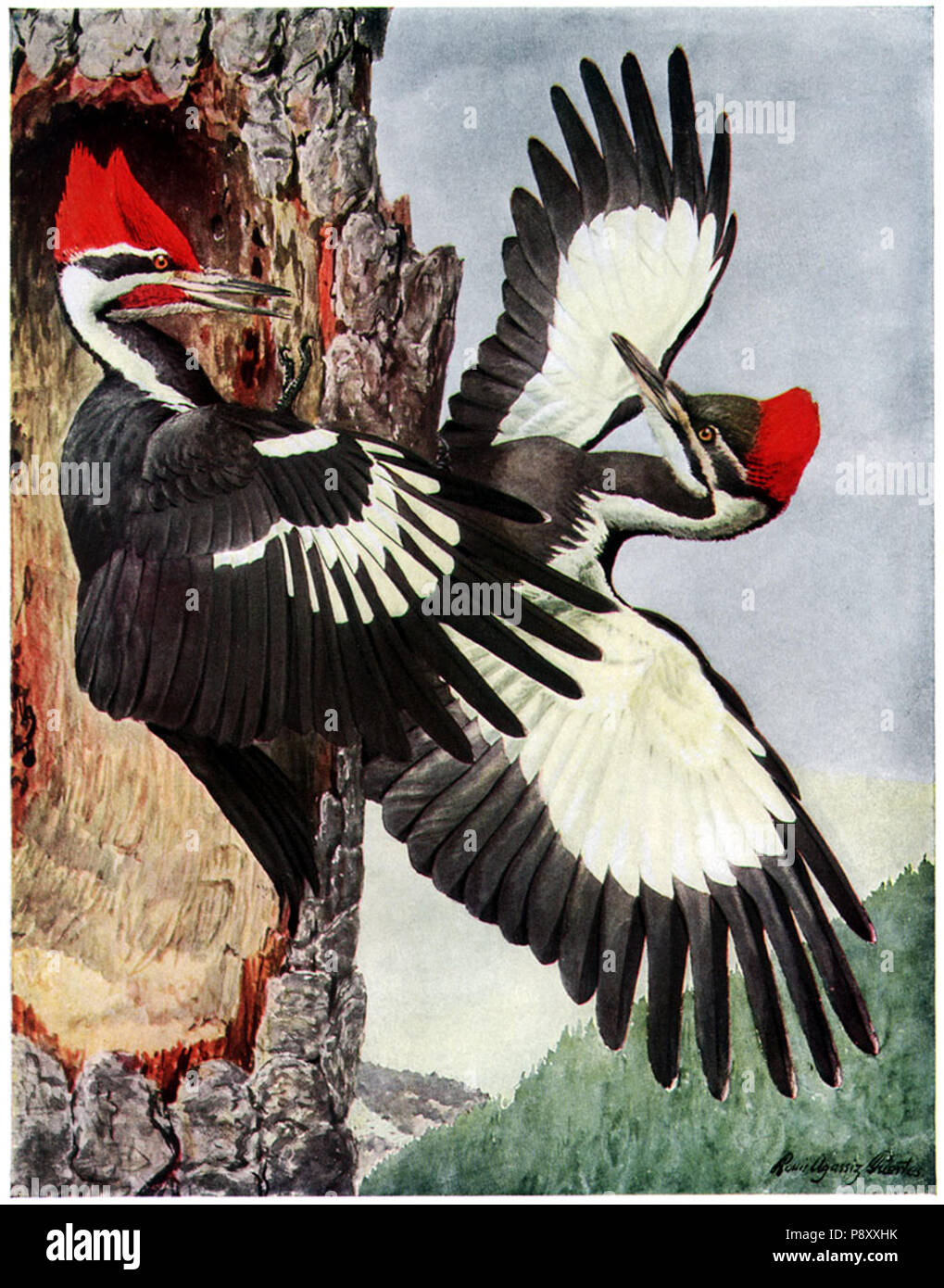 . 262 Dryocopus pileatusAAP063CA Foto Stock