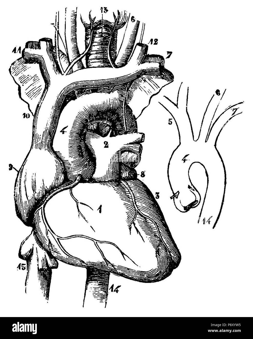 313 Grierson 14 Corazón Foto Stock