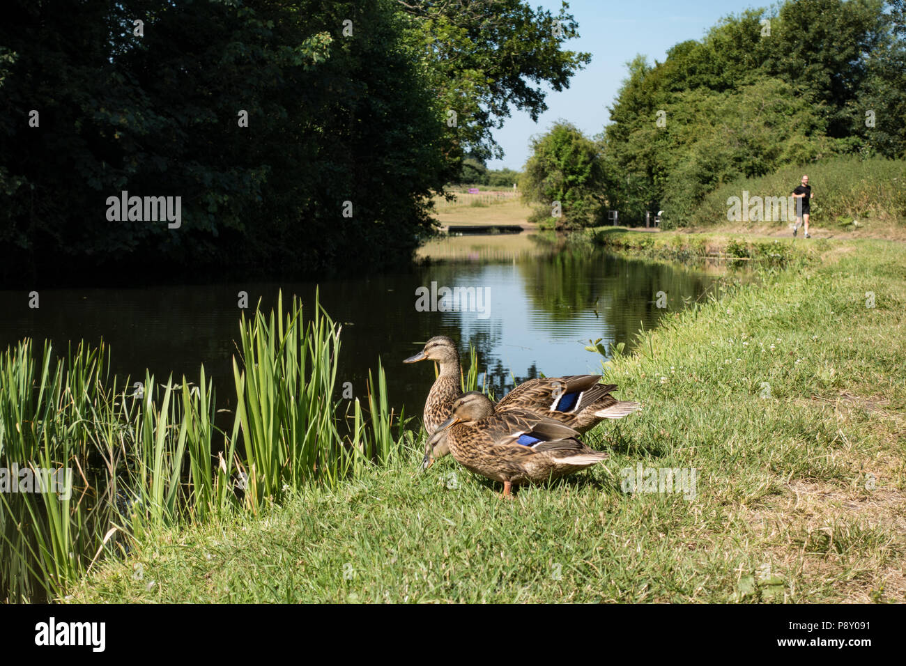 Le anatre domestiche sulla strada alzaia in estate sun. Stourbridge Canal. West Midlands. Regno Unito Foto Stock