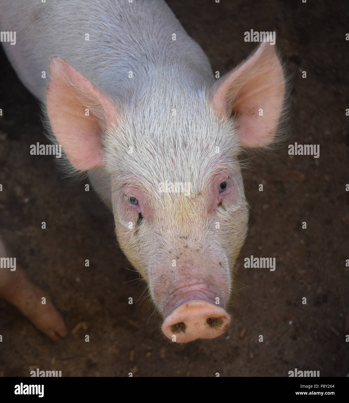 Adorabili maialino con una rosa muso e orecchie appuntite. Foto Stock