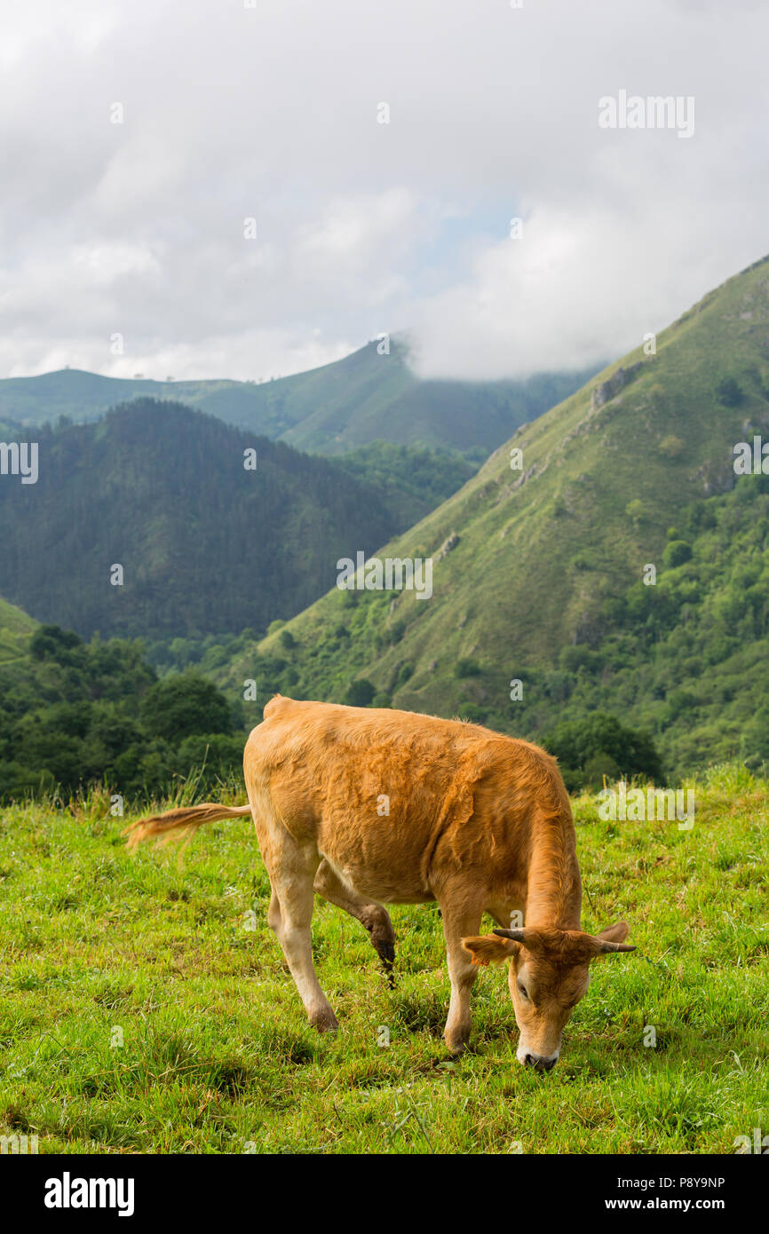 Le mucche in Picos de Europa, Asturie. Un luogo molto turistico in Spagna Foto Stock