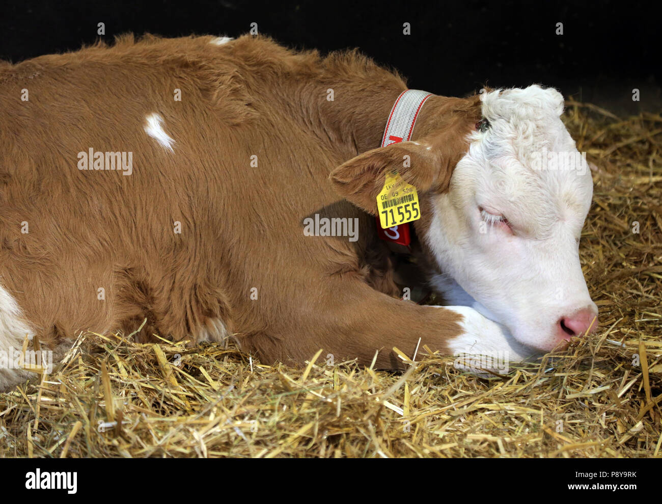 Berlino, Germania, vitello di dormire nella paglia Foto Stock