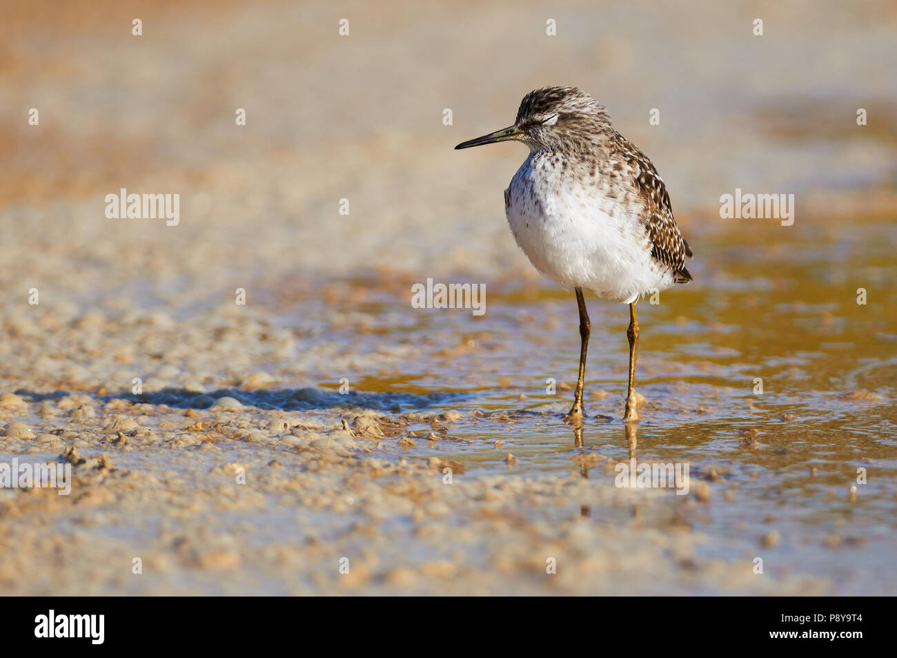 Wood sandpiper (Tringa glareola) di appoggio in zone umide di Estanyets de Can Marroig (Parco Naturale di Ses Salines, Formentera, isole Baleari, Spagna) Foto Stock