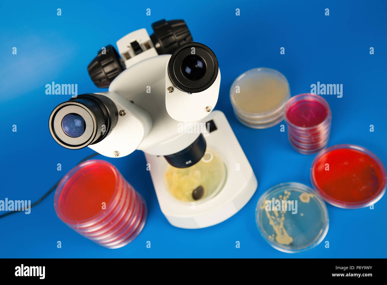 Ricerca di microbiologia. Foto Stock