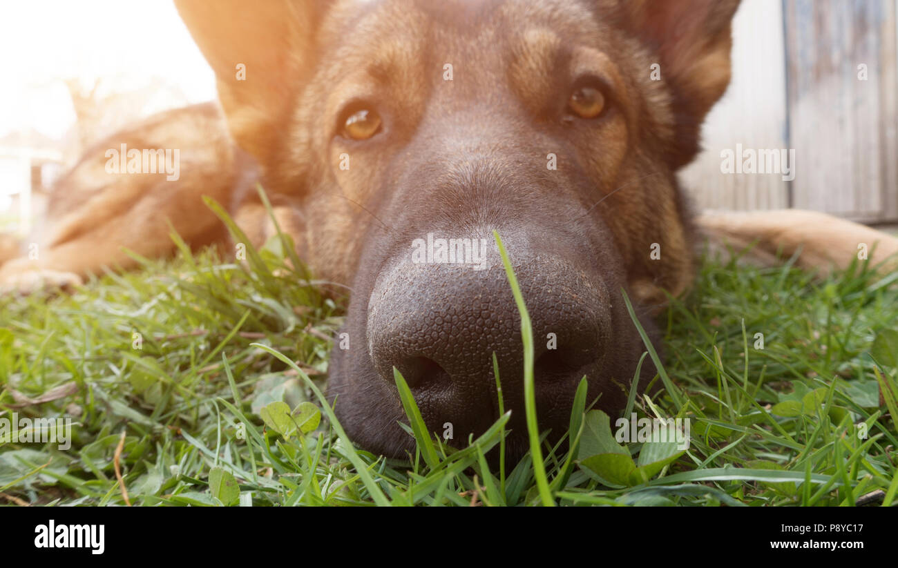 Dog Face. Foto Stock