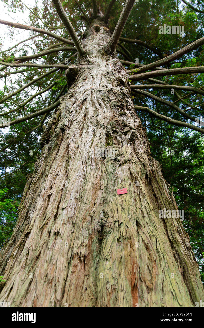 Sequoia sempervirens anche chiamato coast redwood o California redwood sono il più alto e più antico di lasciare gli alberi sulla terra. Visualizzare nella struttura di corona. Foto Stock