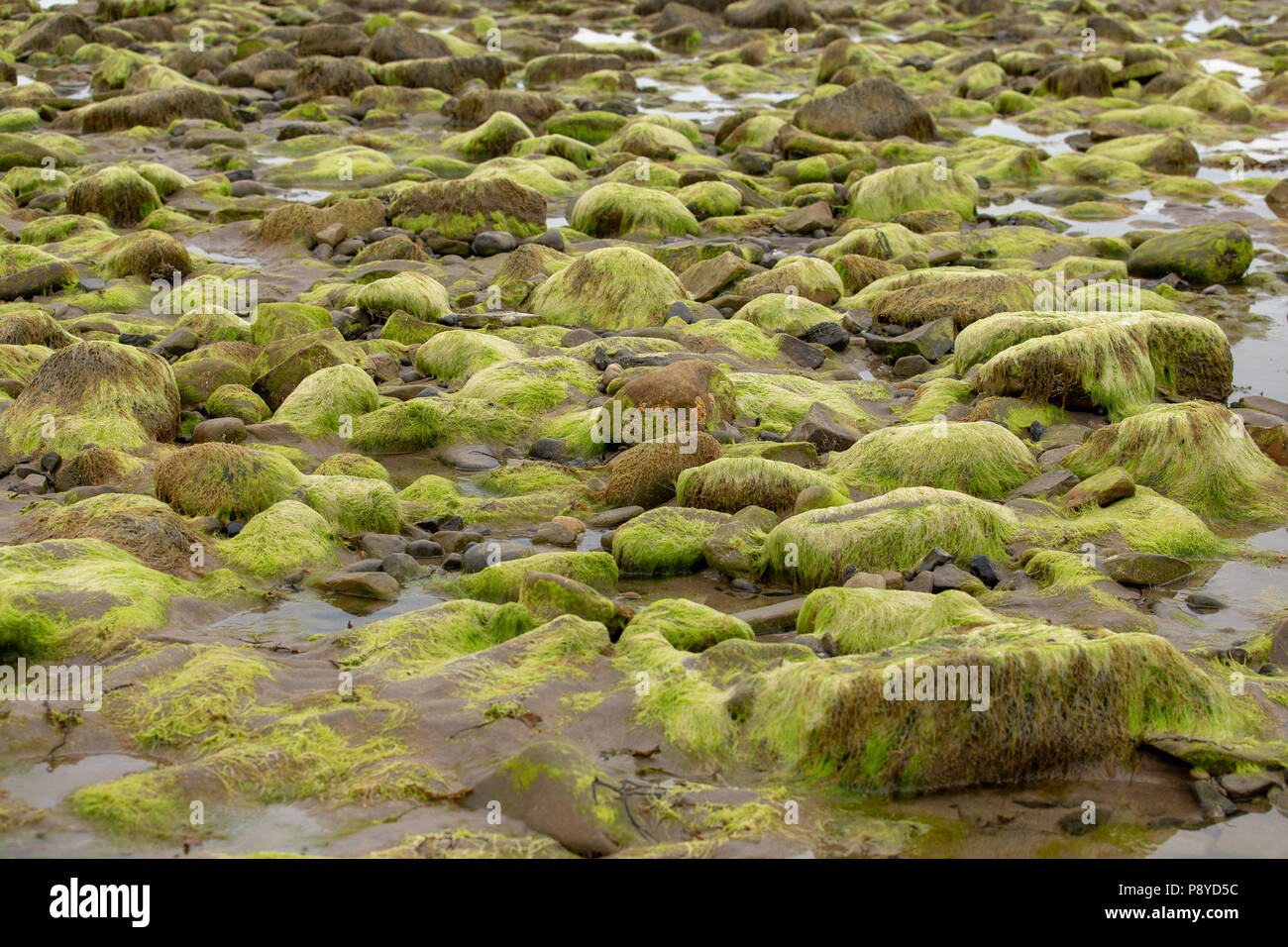 Rocce e sassi sulla spiaggia Strandhill coperta di verde muschio. Strandhill, nella contea di Sligo, Irlanda Foto Stock
