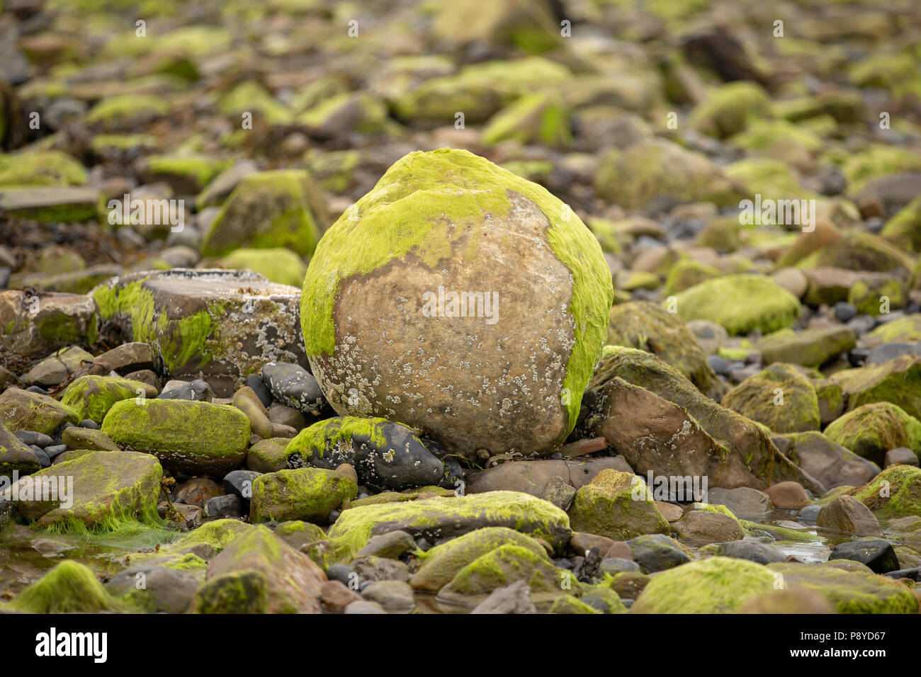 Rocce e sassi sulla spiaggia Strandhill coperta di verde muschio. Strandhill, nella contea di Sligo, Irlanda Foto Stock