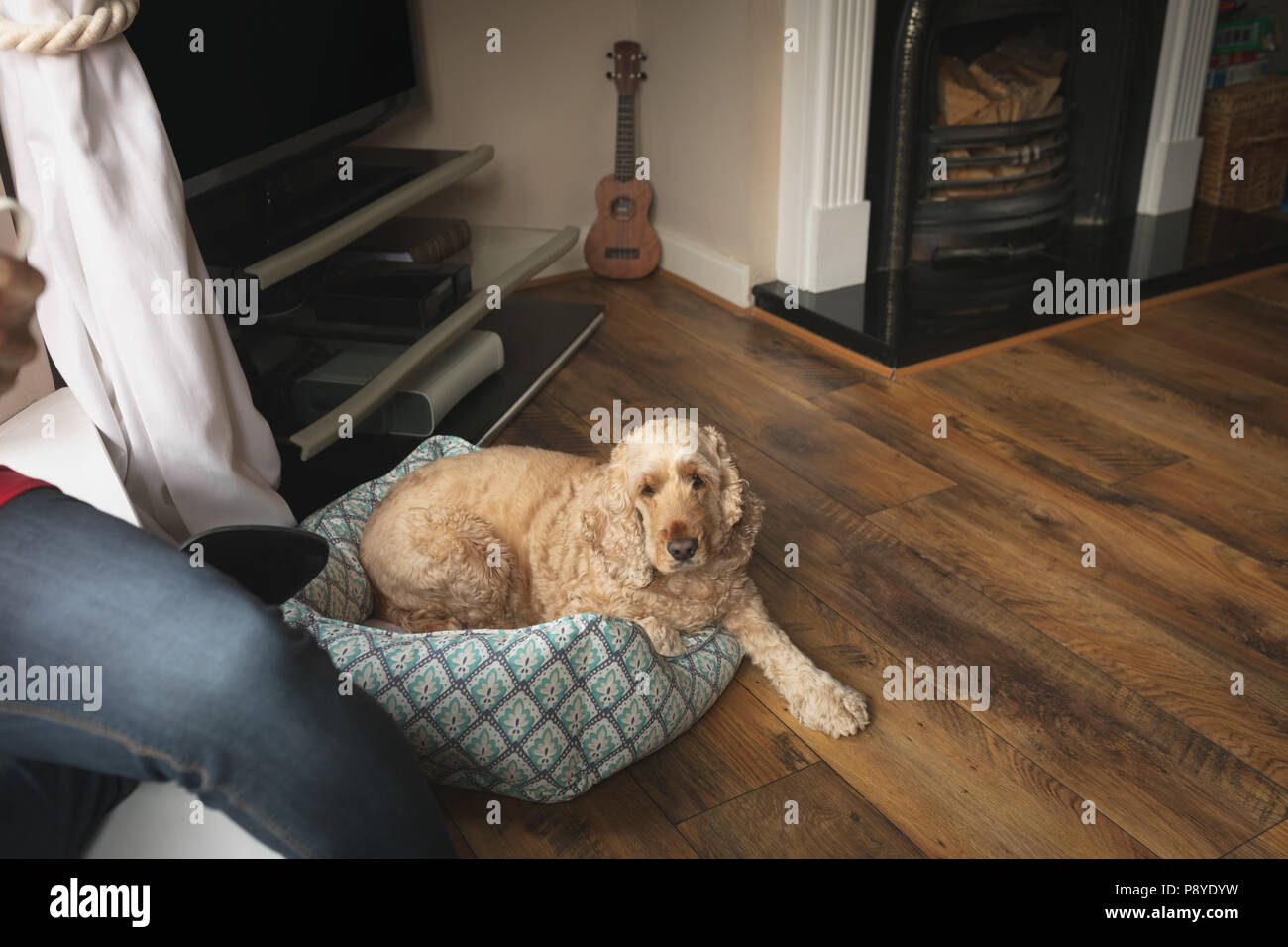 Cane seduto accanto a donna in salotto Foto Stock