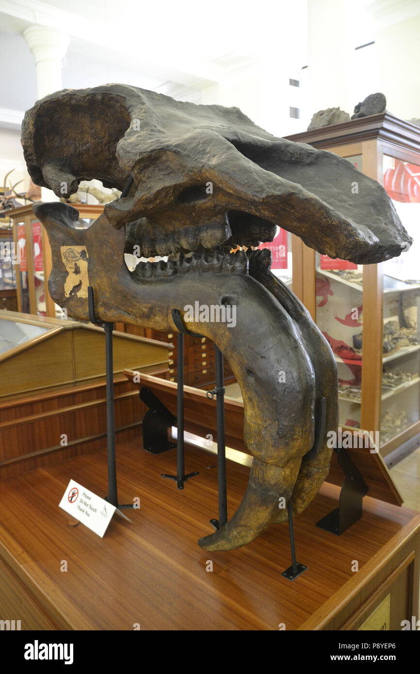 Elefante gigante, fearfully grande bestia (Deinotherium giganteum) al Sedgwick Museum, Cambridge, Inghilterra, Regno Unito. Museo dei Fossili. Periodo Neogene Foto Stock