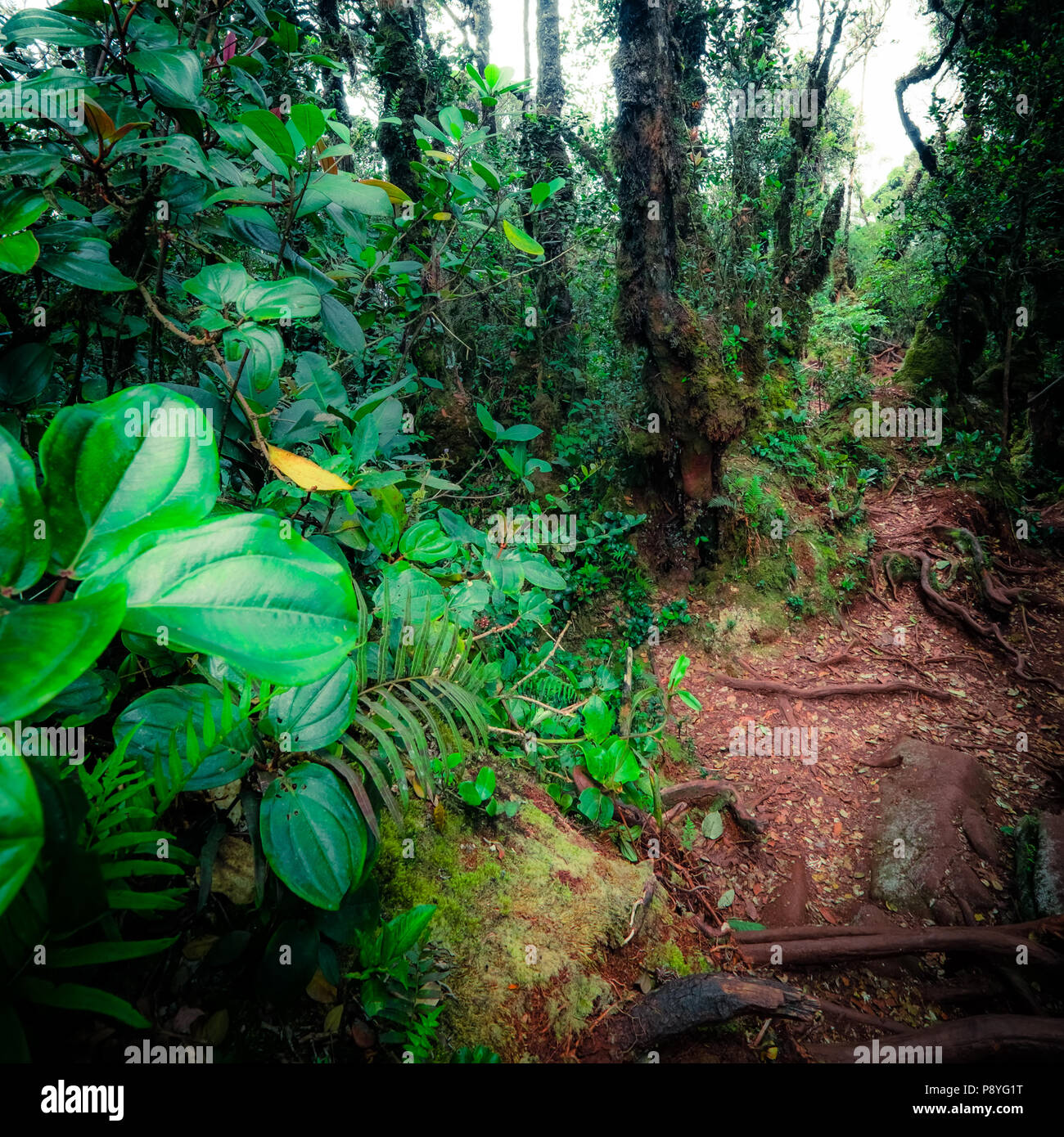 Misterioso paesaggio della foresta di nebbia. Inclinate tronco di albero e radici ricoperta da spessi muschio verde contro alto e steli di piante esotiche sullo sfondo. Foto Stock