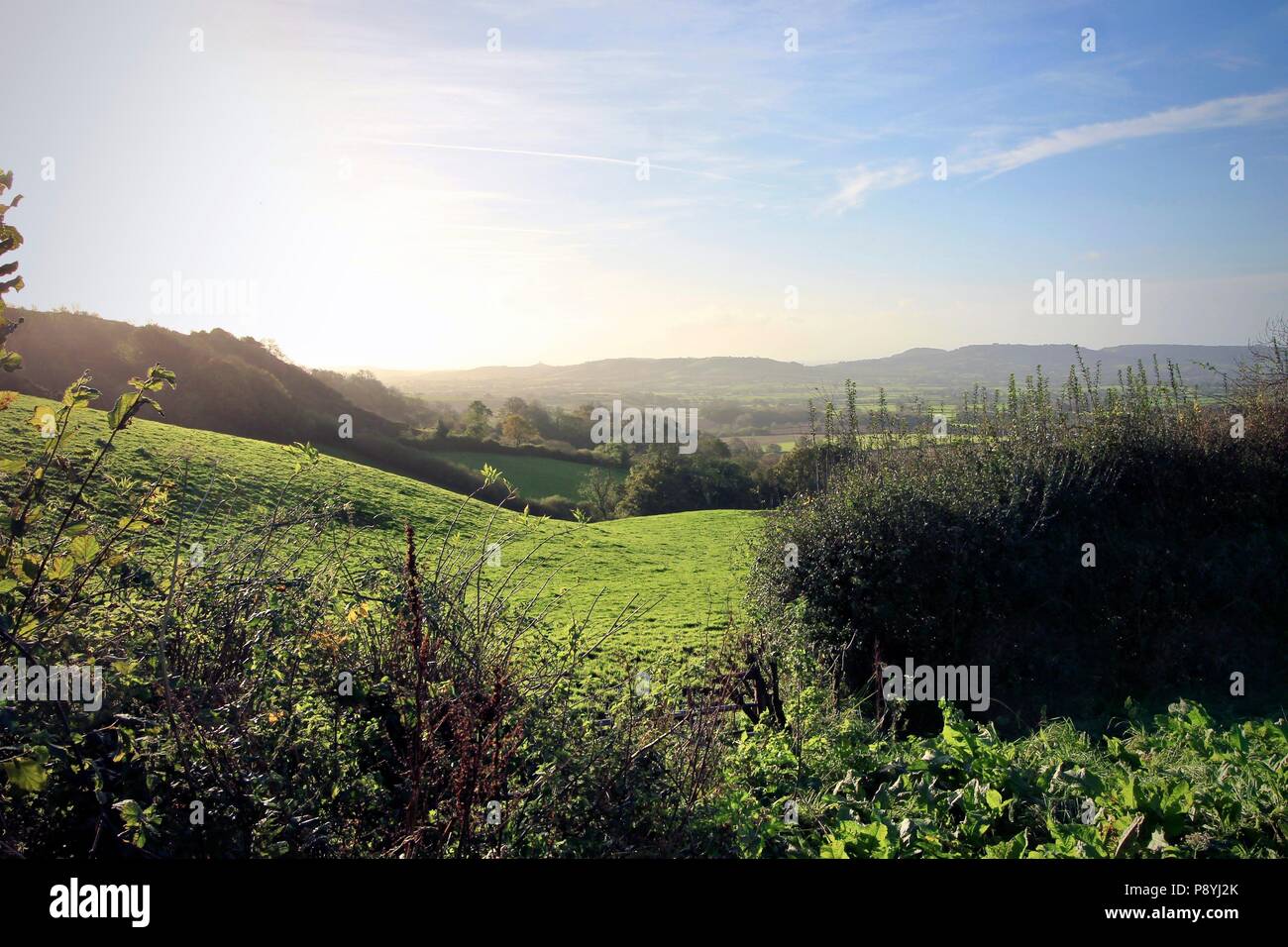 Verdi colline campagna in Inghilterra, Dorset Foto Stock Verdi colline campagna in Inghilterra, Dorset Foto Stock
