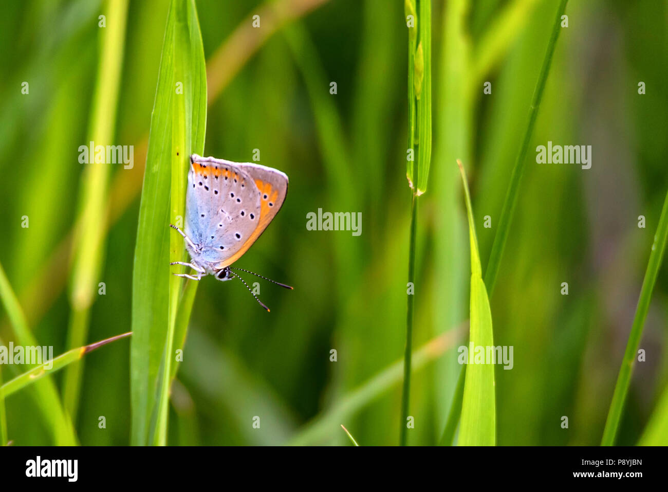 Rame di grandi dimensioni o a farfalla Lycaena dispar vicino Foto Stock