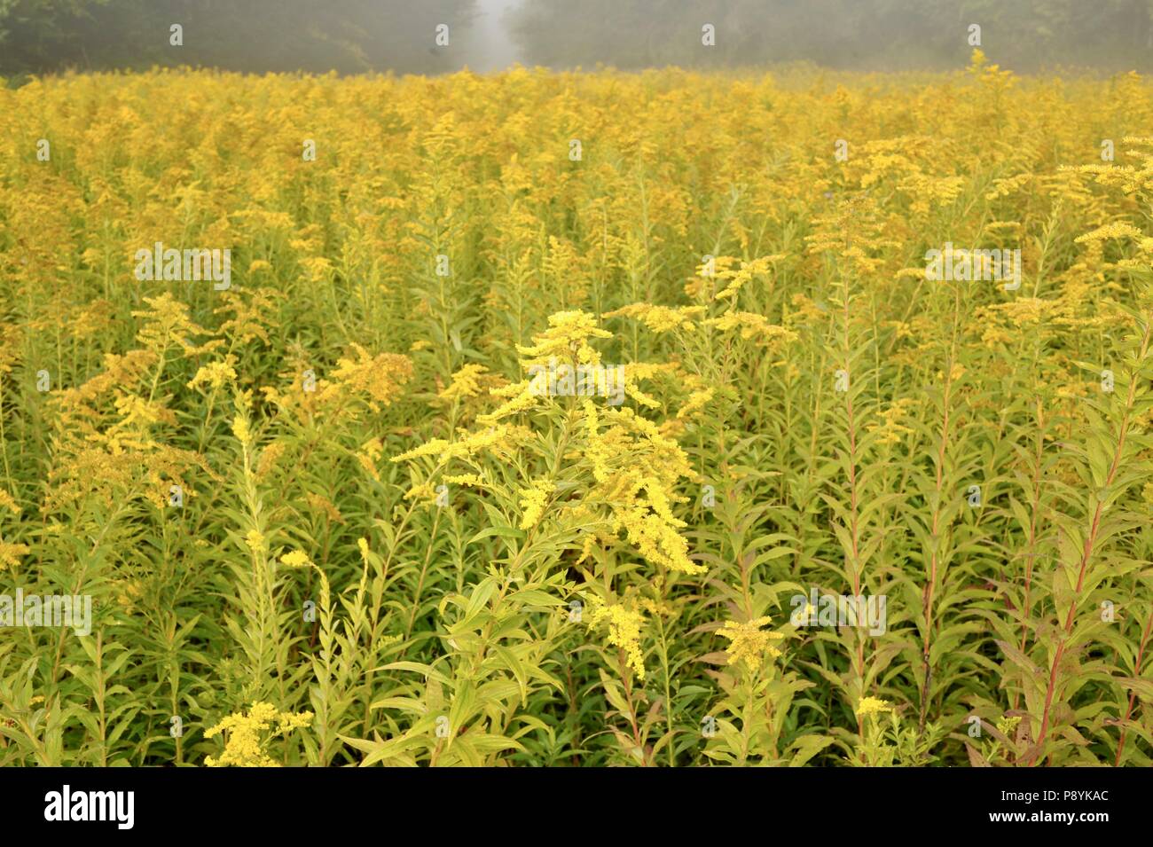 Campi della fioritura, bel giallo oro in campagna prairie Pipino, Wisconsin, STATI UNITI D'AMERICA Foto Stock