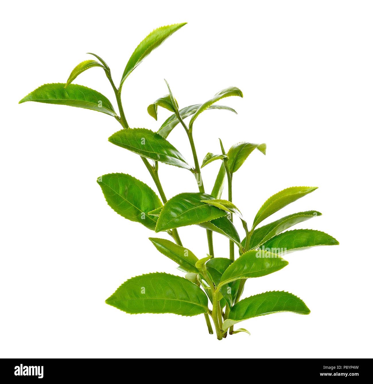 Foglie di tè verde isolato su sfondo bianco Foto Stock