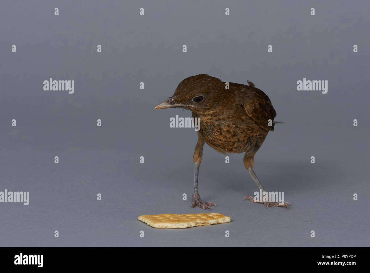 Piccolo uccello guardare cookie isolato su sfondo grigio Foto Stock