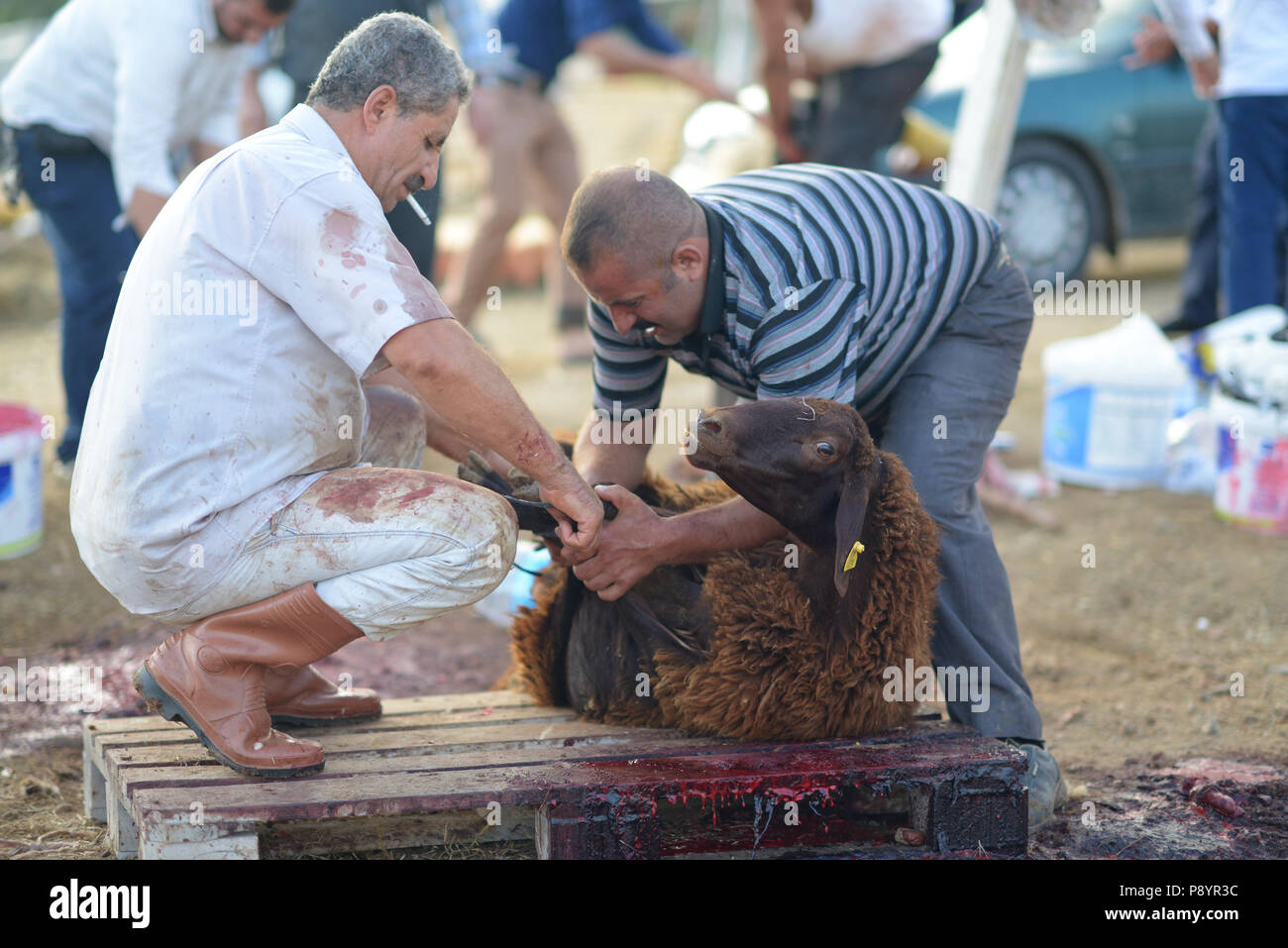 Uomo musulmano la macellazione di ovini, per l'Eid Al Adha sacrifiyng festa, Festa del sacrificio Foto Stock