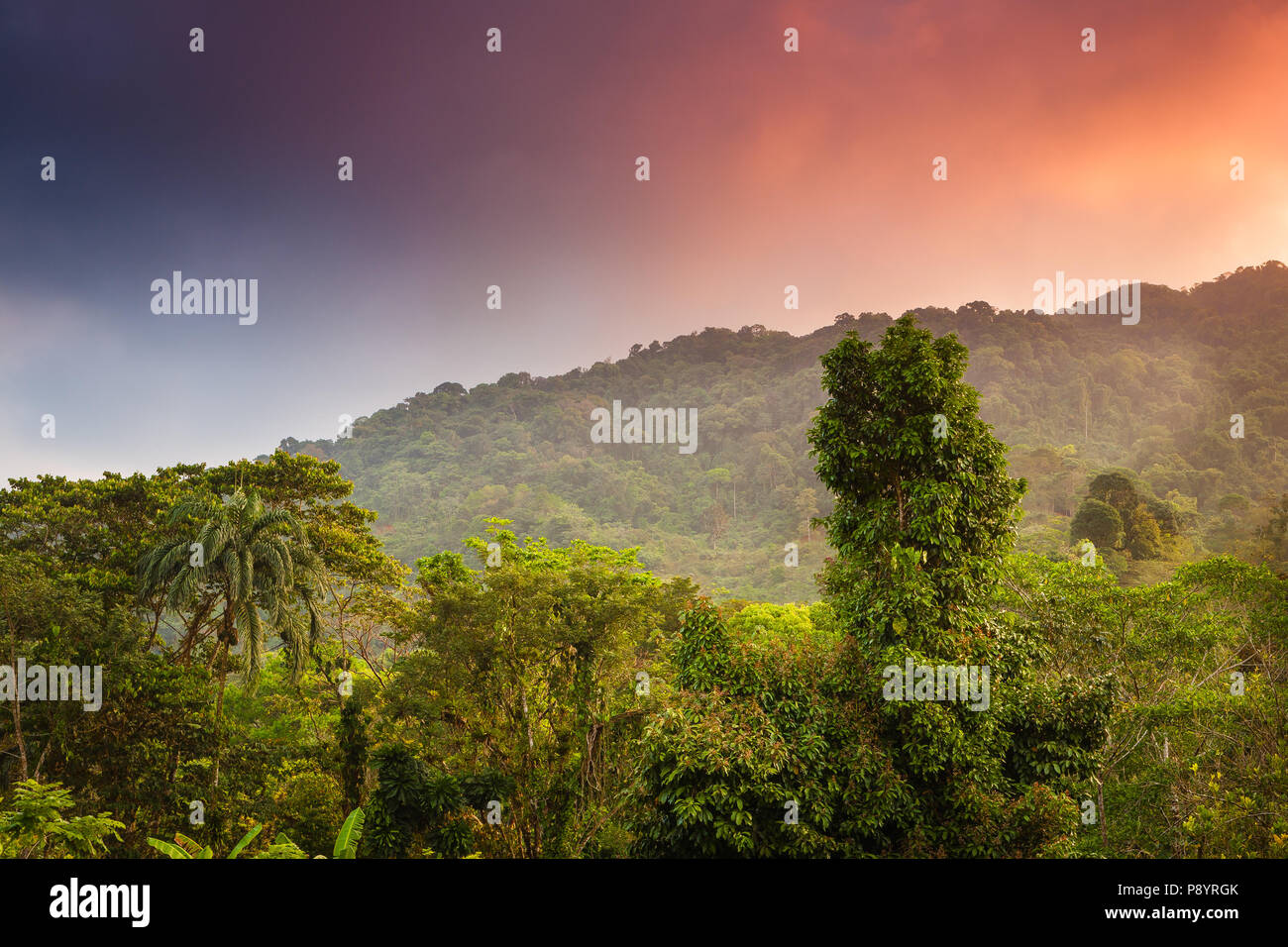 Paesaggio della foresta pluviale di Panama all'alba nel parco nazionale di Chagres, lungo il vecchio sentiero Camino Real, Repubblica di Panama, America Centrale. Foto Stock