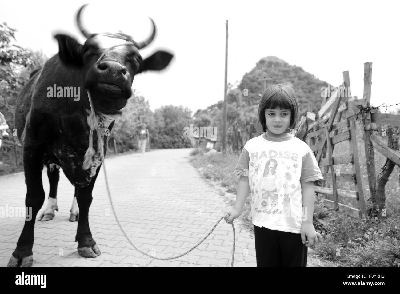 Ragazzina musulmana prendendo una mucca per la macellazione per l'Eid Al Adha sacrifiyng festa, Festa del sacrificio Foto Stock