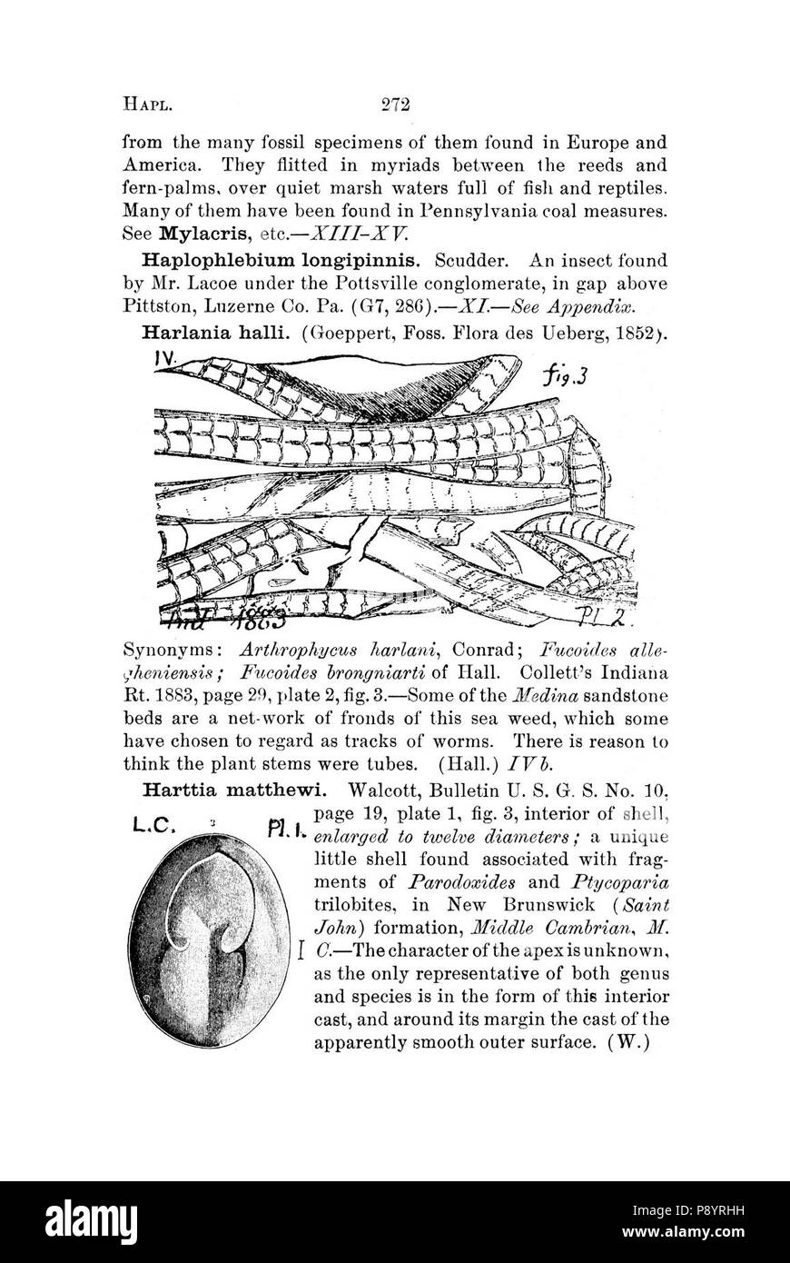 Un dizionario dei fossili di Pennsylvania e gli Stati limitrofi denominato nelle relazioni e nei cataloghi del sondaggio (pagina 272) Foto Stock