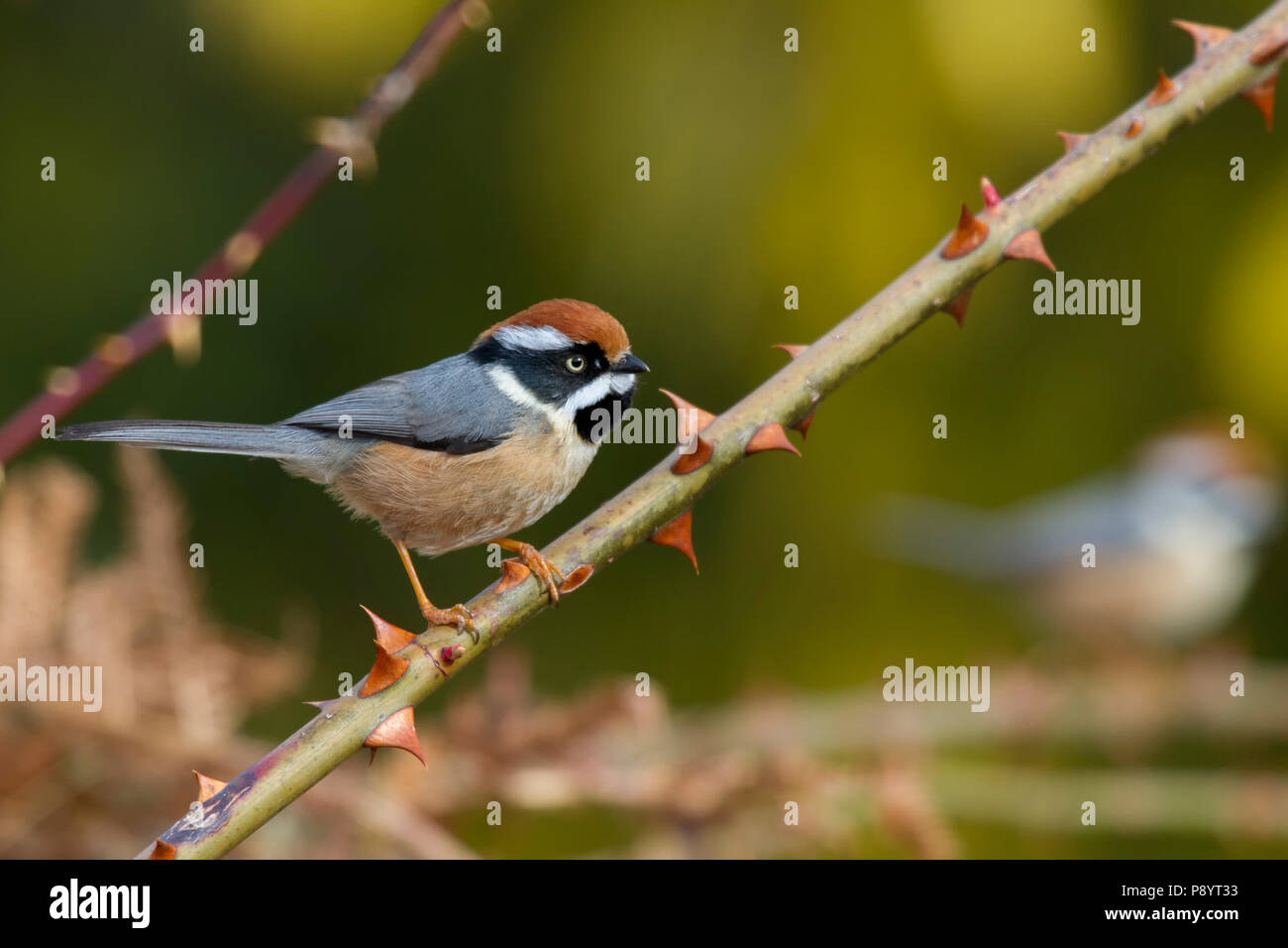 Nero-throated bushtit (Aegithalos concinnus) in Kedarnath WLS, Uttarakhand, India Foto Stock