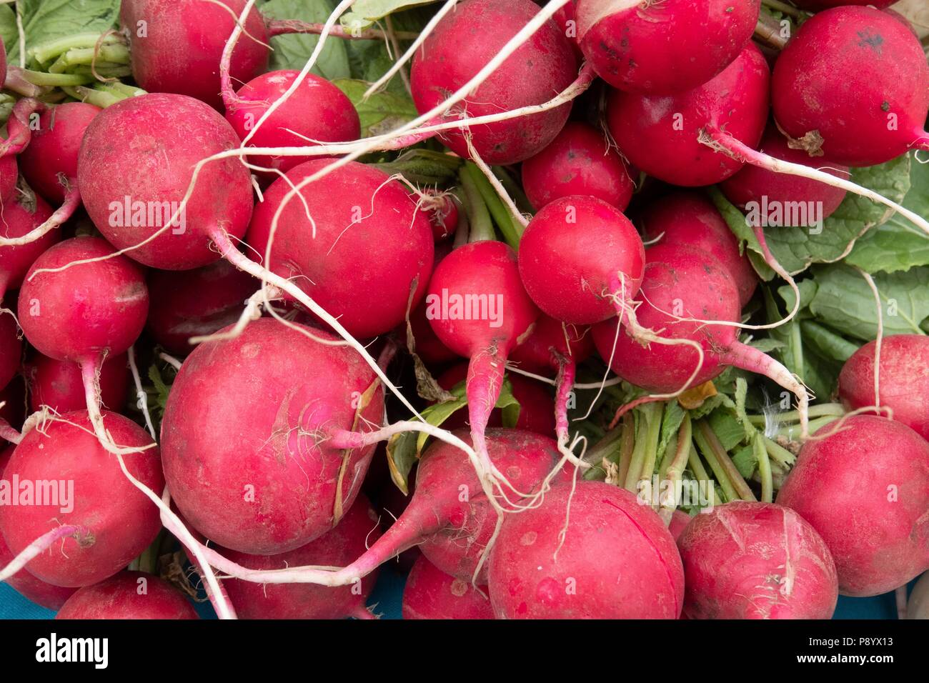 Un mazzetto di produzione biologica red ravanelli in vendita a Taos New Mexico farmers market Foto Stock