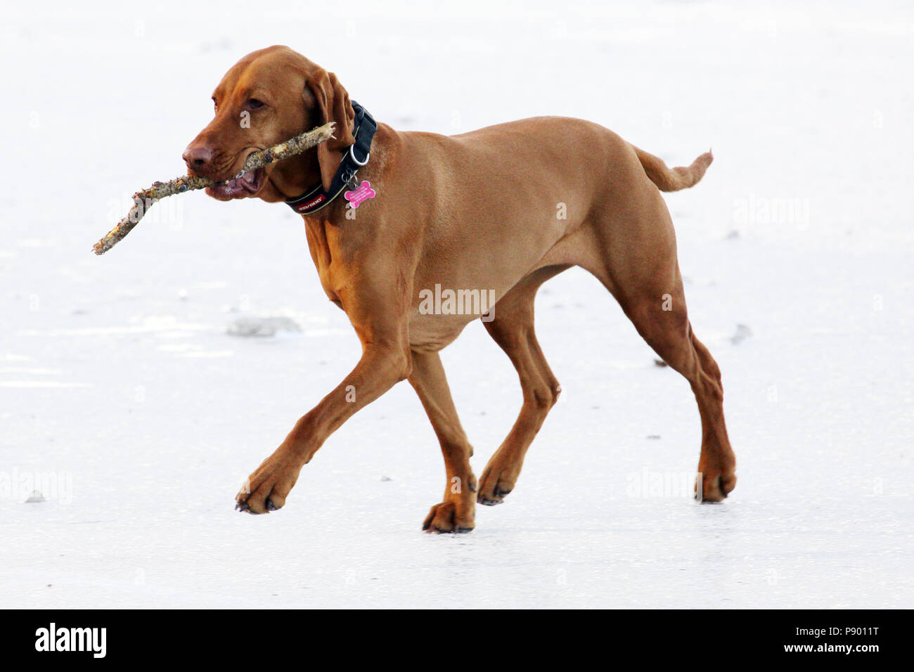 Berlino, Germania, Shorthaired puntatore Ungherese (Magyar Vizsla) recupera un ramo Foto Stock