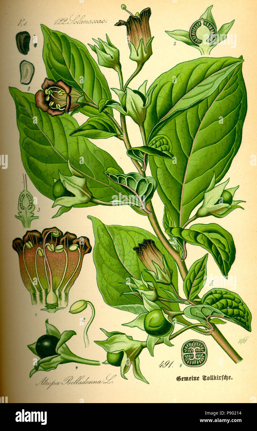 . 336 Illustrazione Atropa bella-donna0 Foto Stock